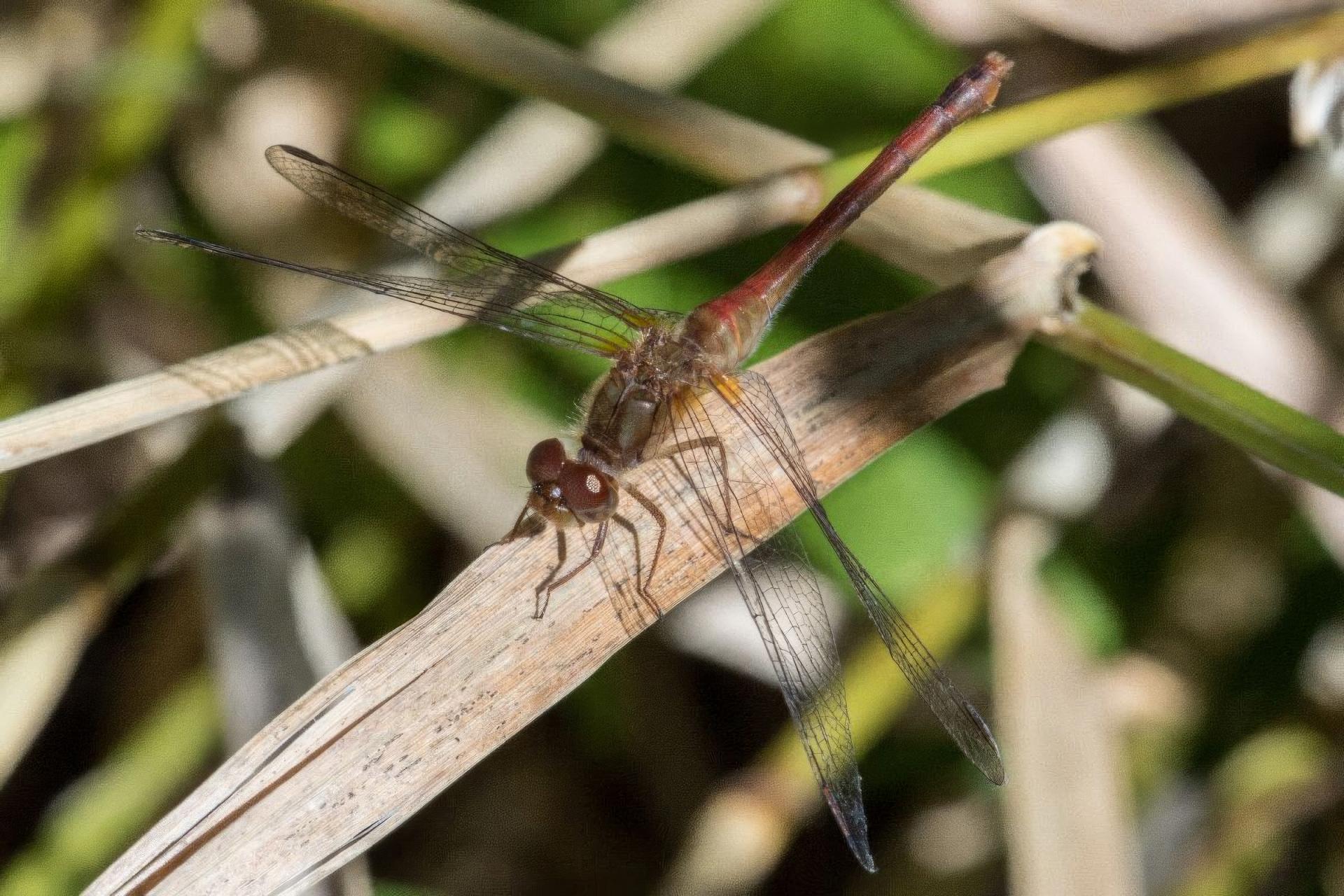 sympetrum-vicinum-sympetrum-tardif