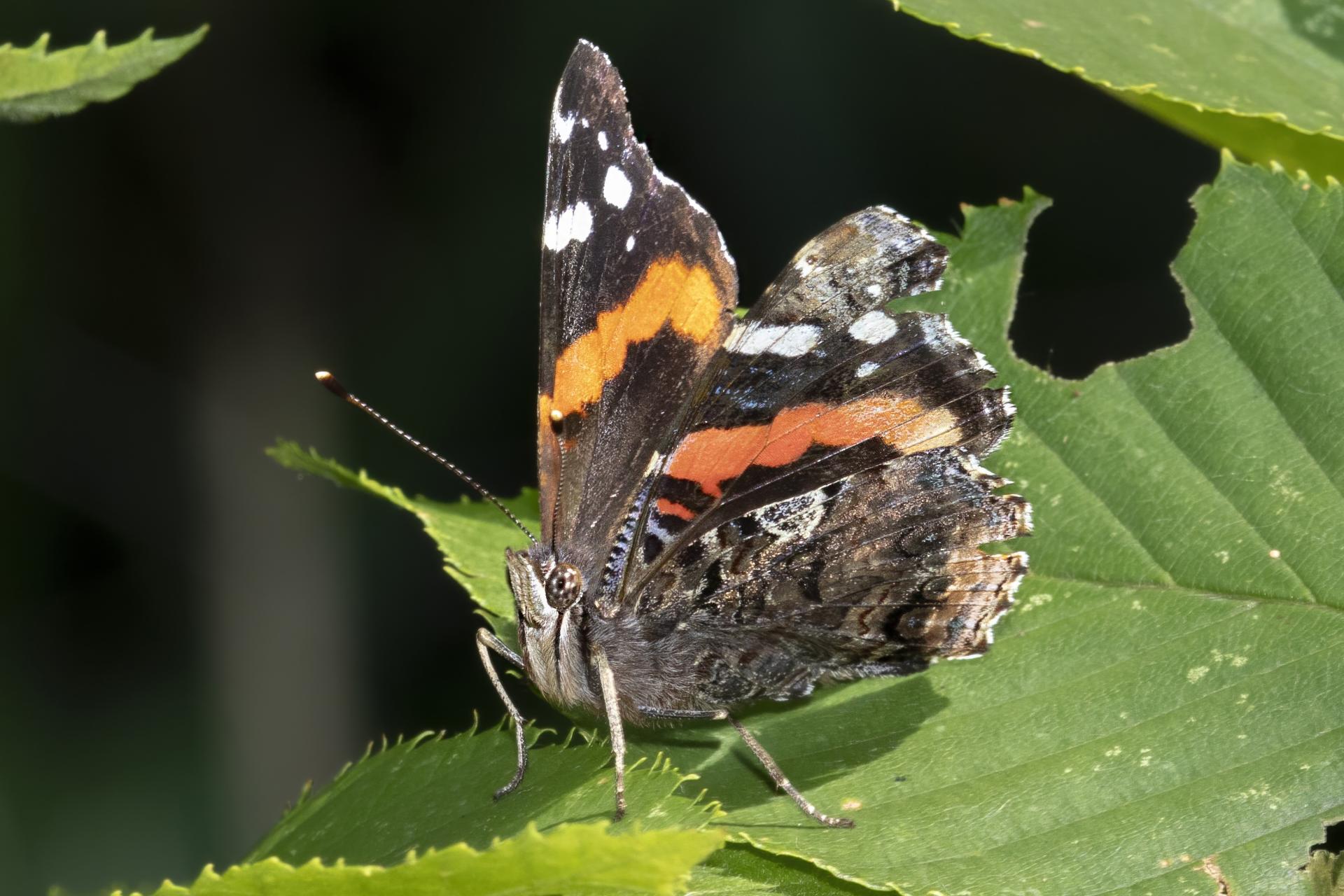 vanessa-atalanta-vulcain