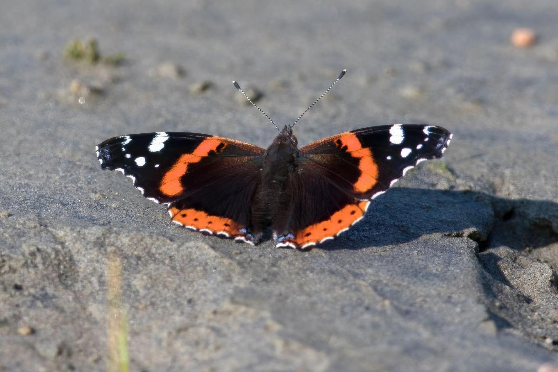 vanessa-atalanta-vulcain