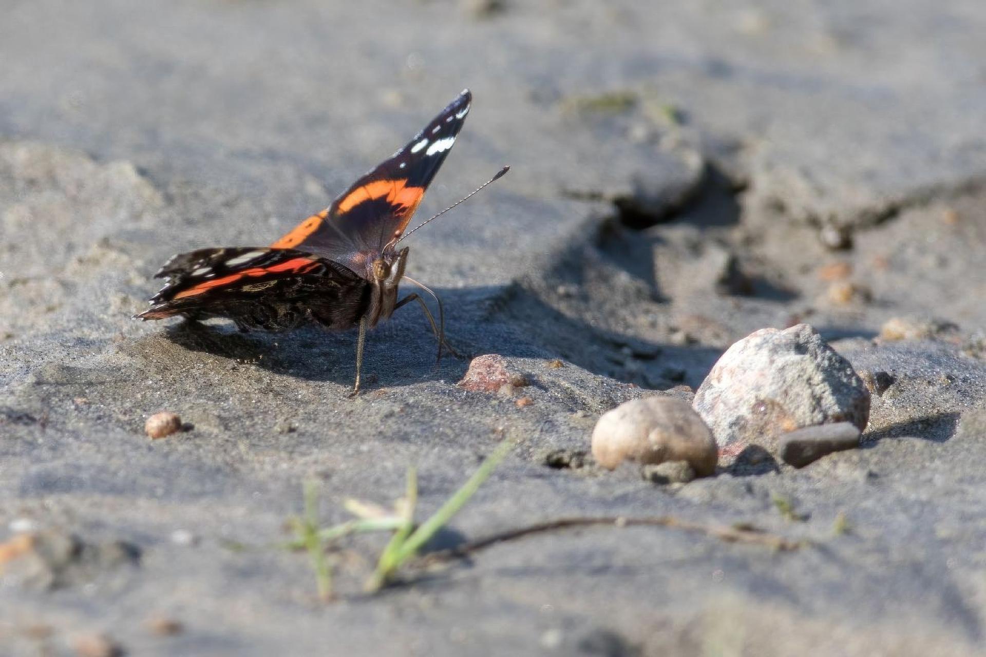 vanessa-atalanta-vulcain