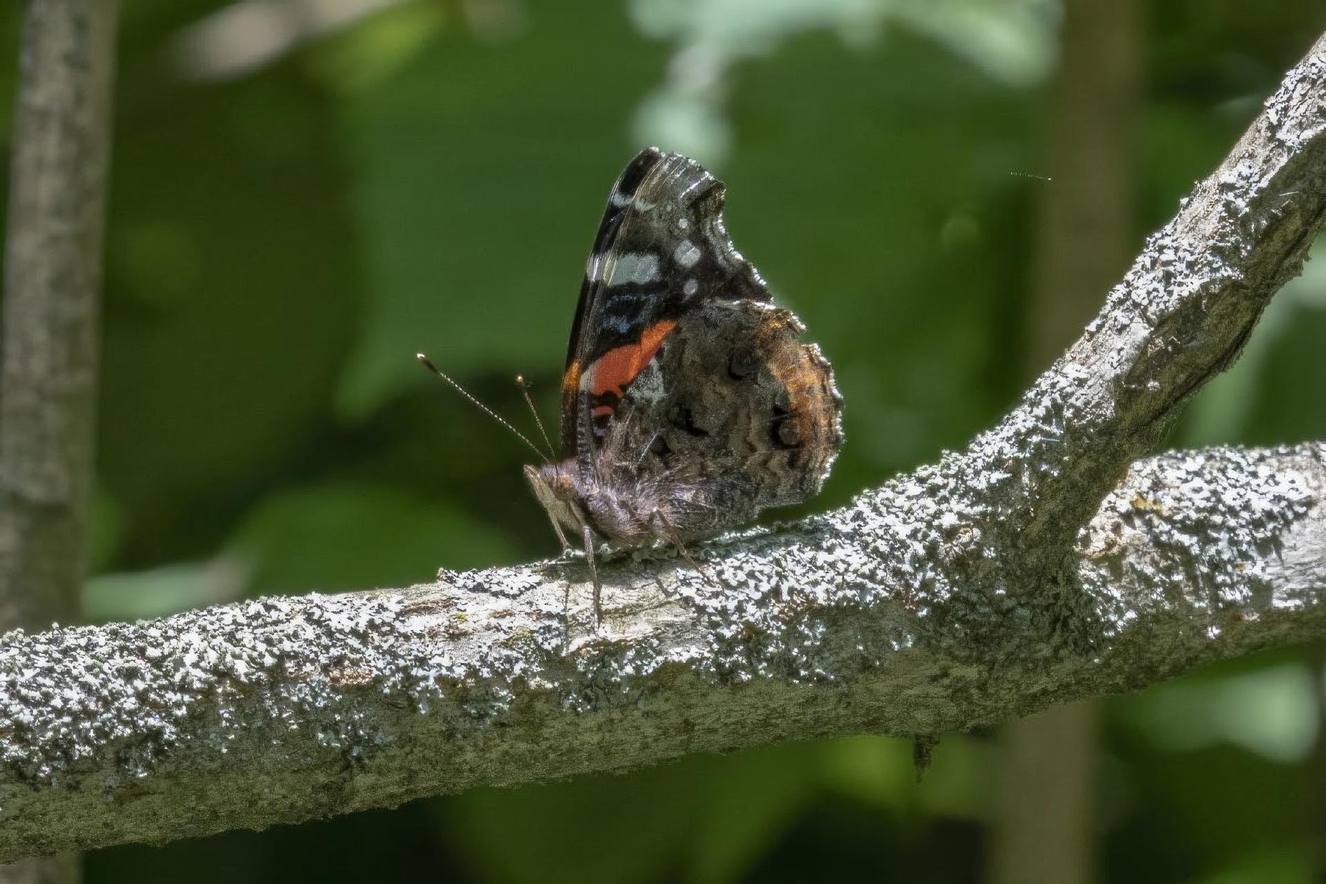 vanessa-atalanta-vulcain