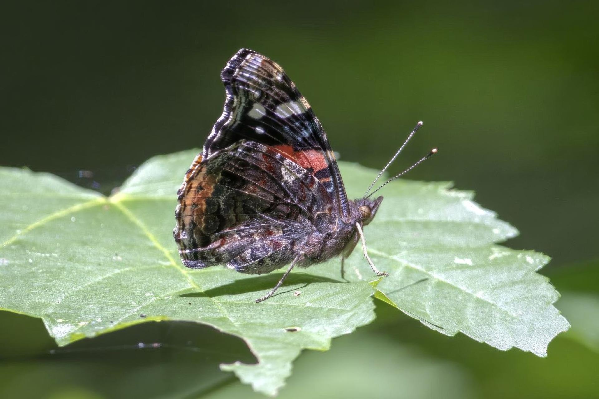 vanessa-atalanta-vulcain