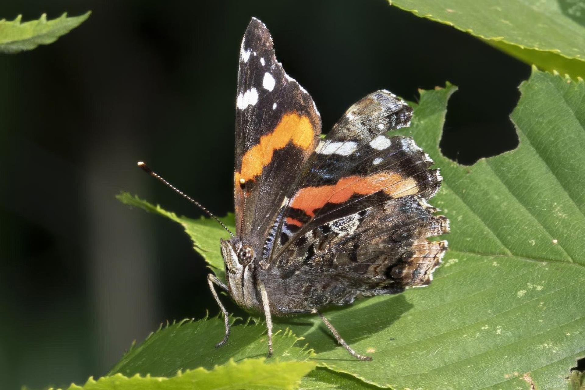 vanessa-atalanta-vulcain