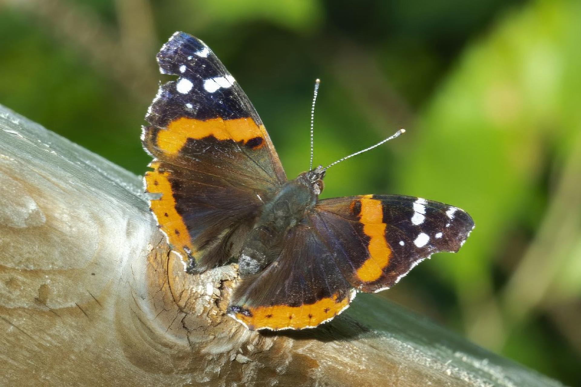 vanessa-atalanta-vulcain