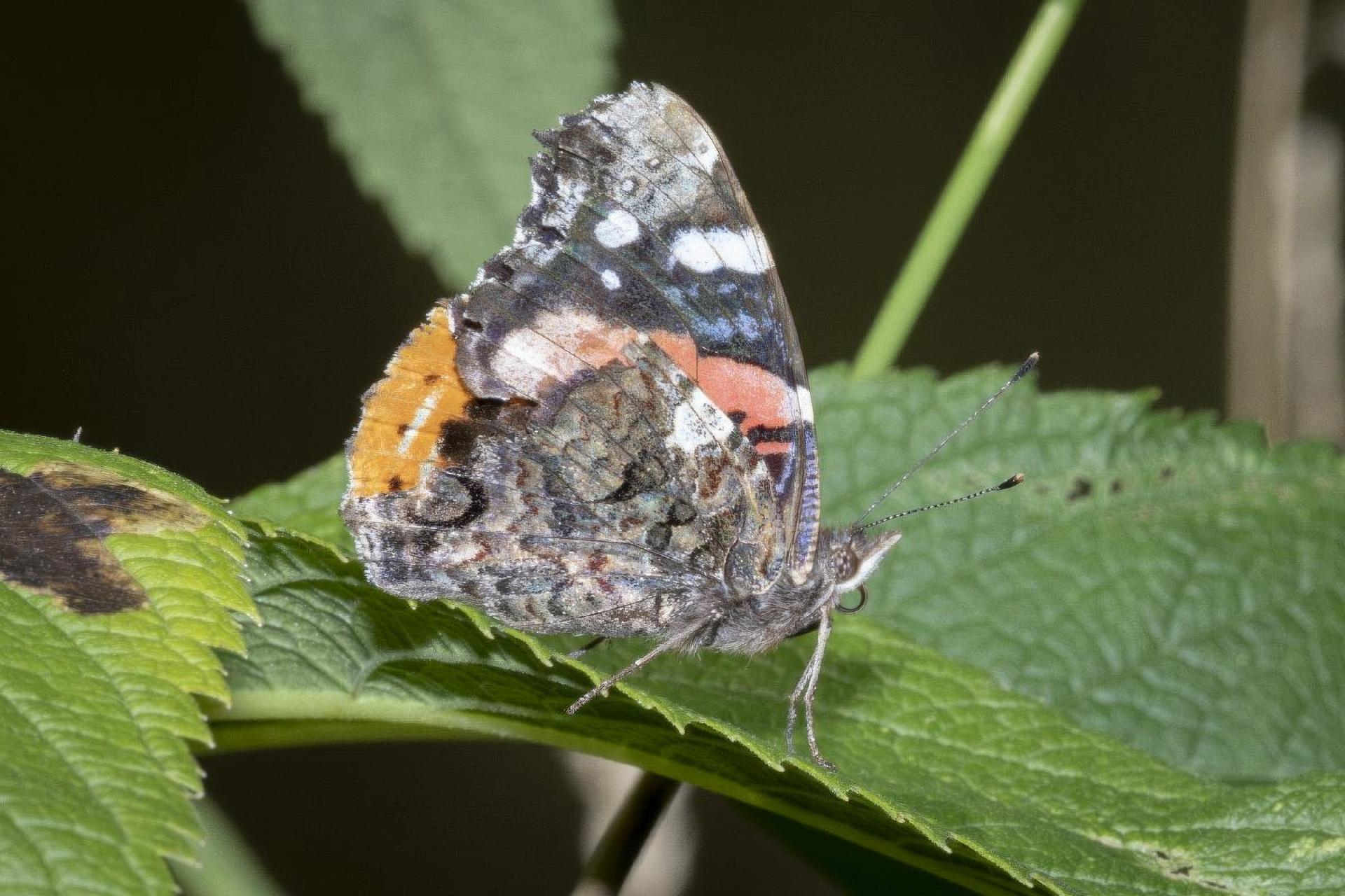 vanessa-atalanta-vulcain