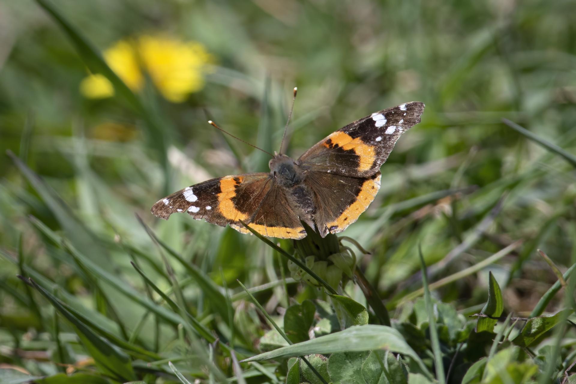 vanessa-atalanta-vulcain