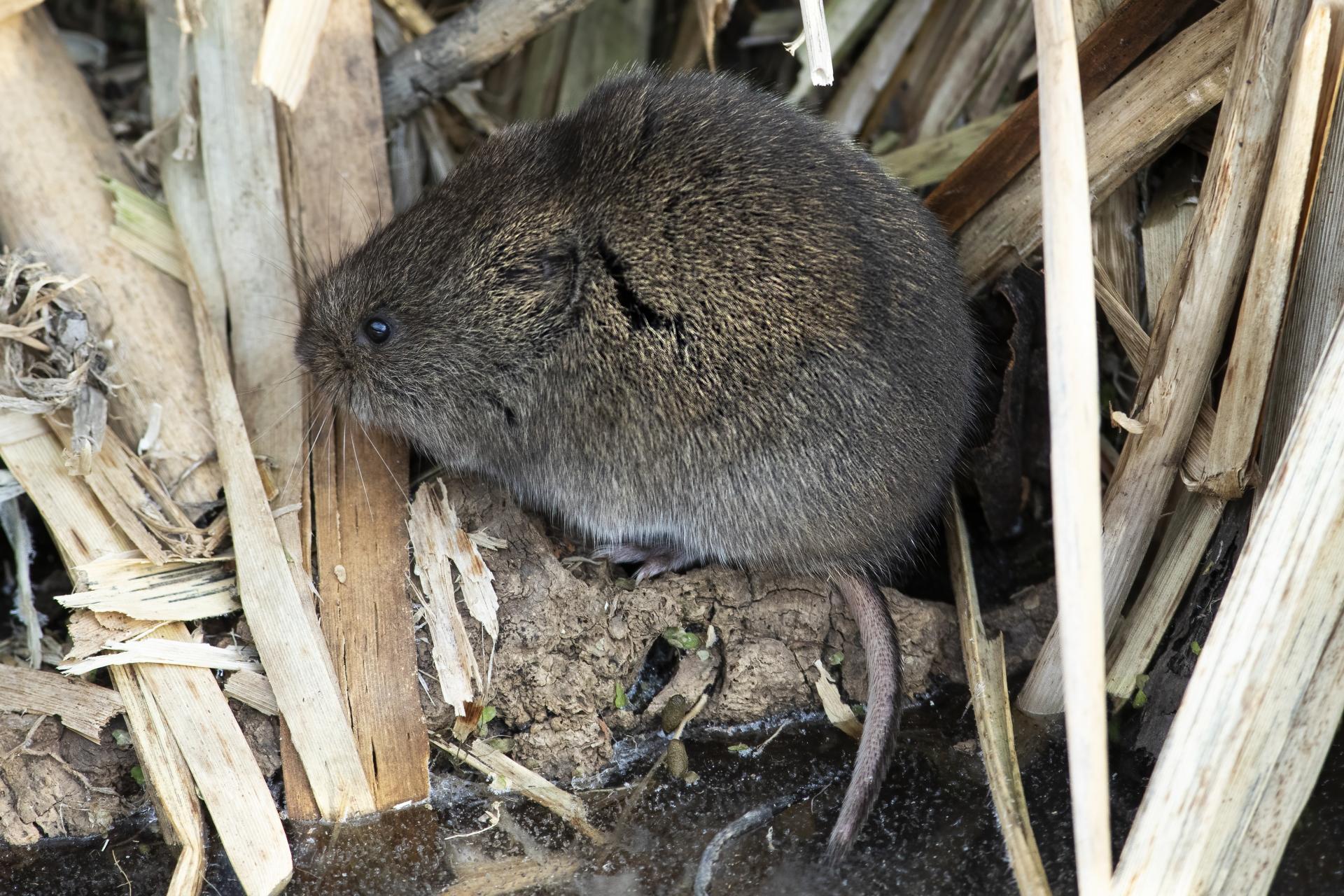 campagnol-des-champs-meadow-vole