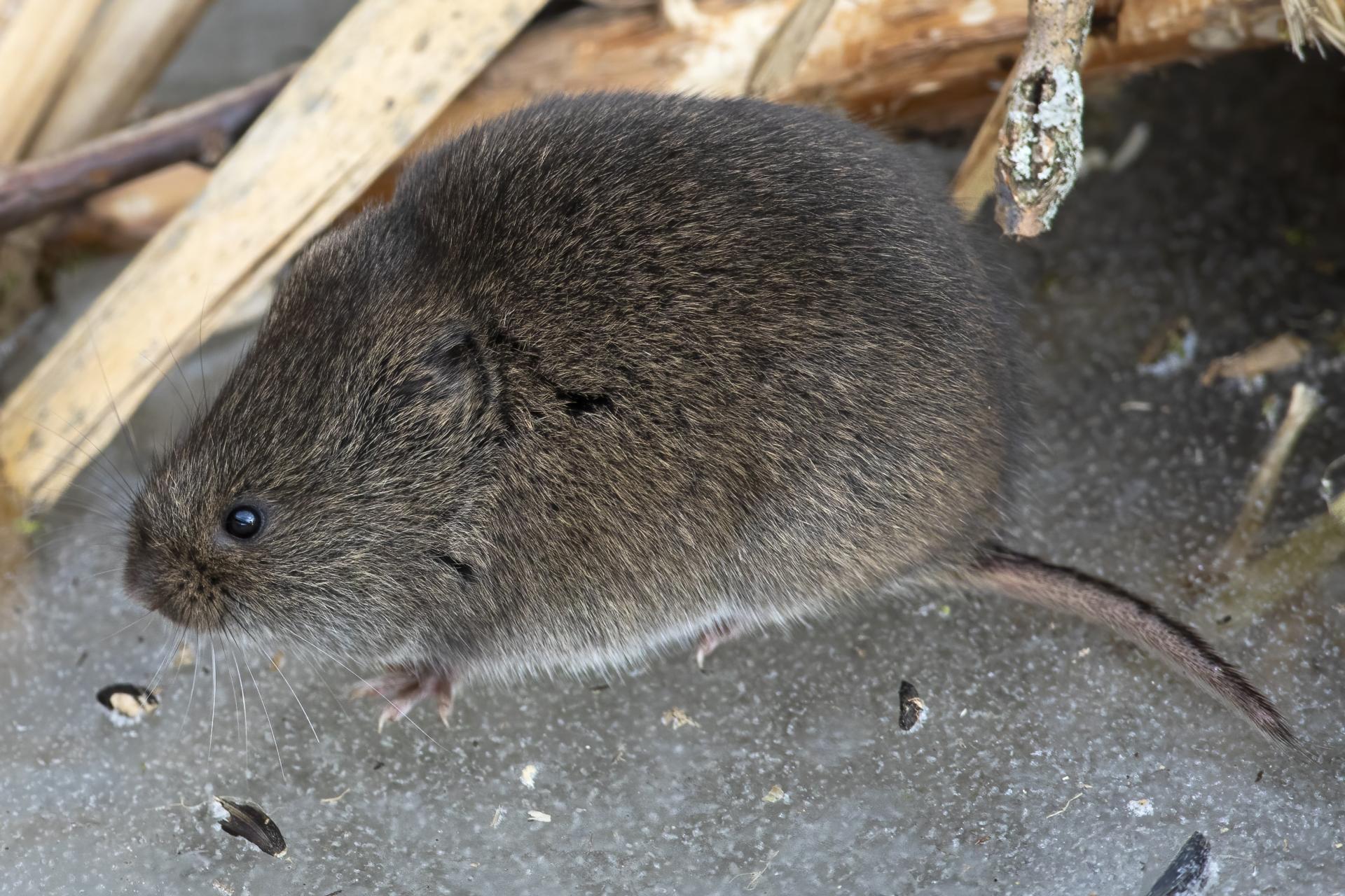 campagnol-des-champs-meadow-vole