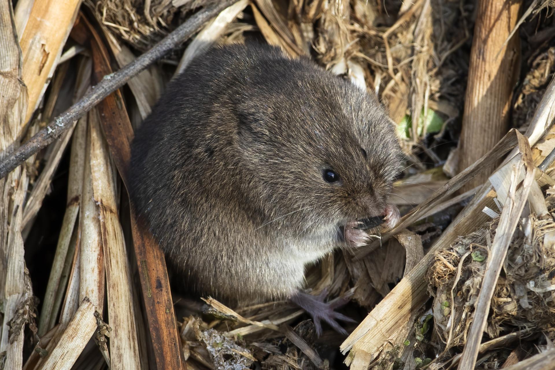 campagnol-des-champs-meadow-vole