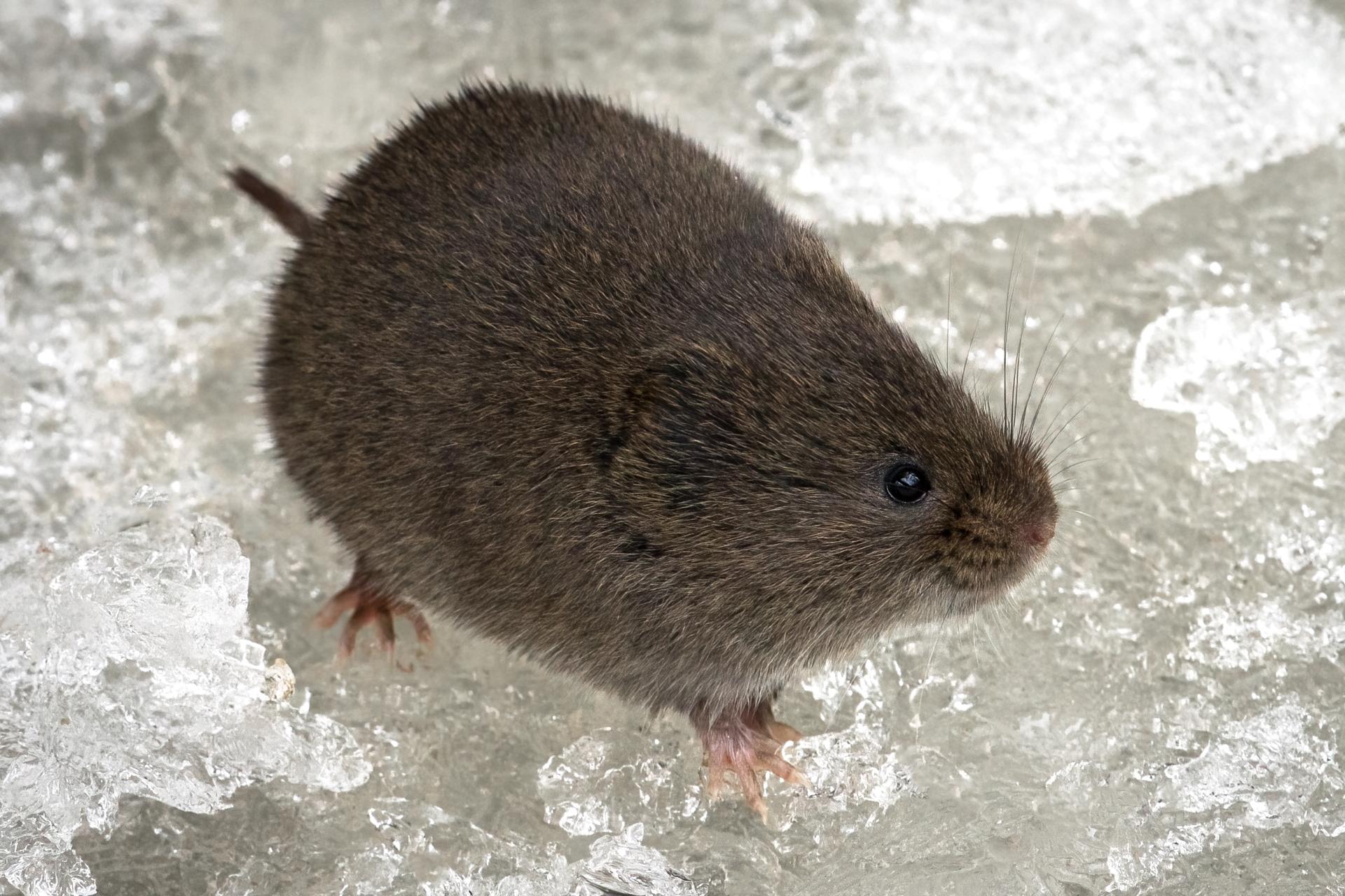 campagnol-des-champs-meadow-vole