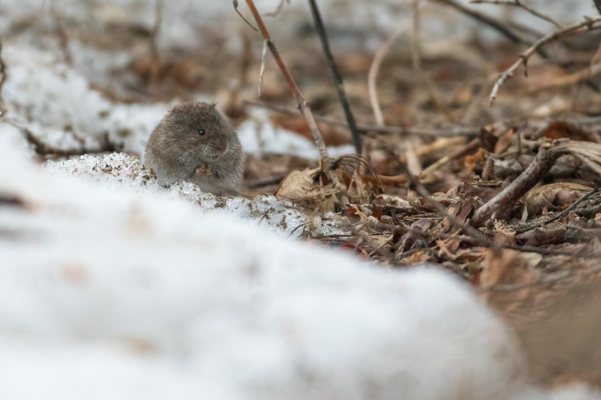 campagnol-des-champs-meadow-vole
