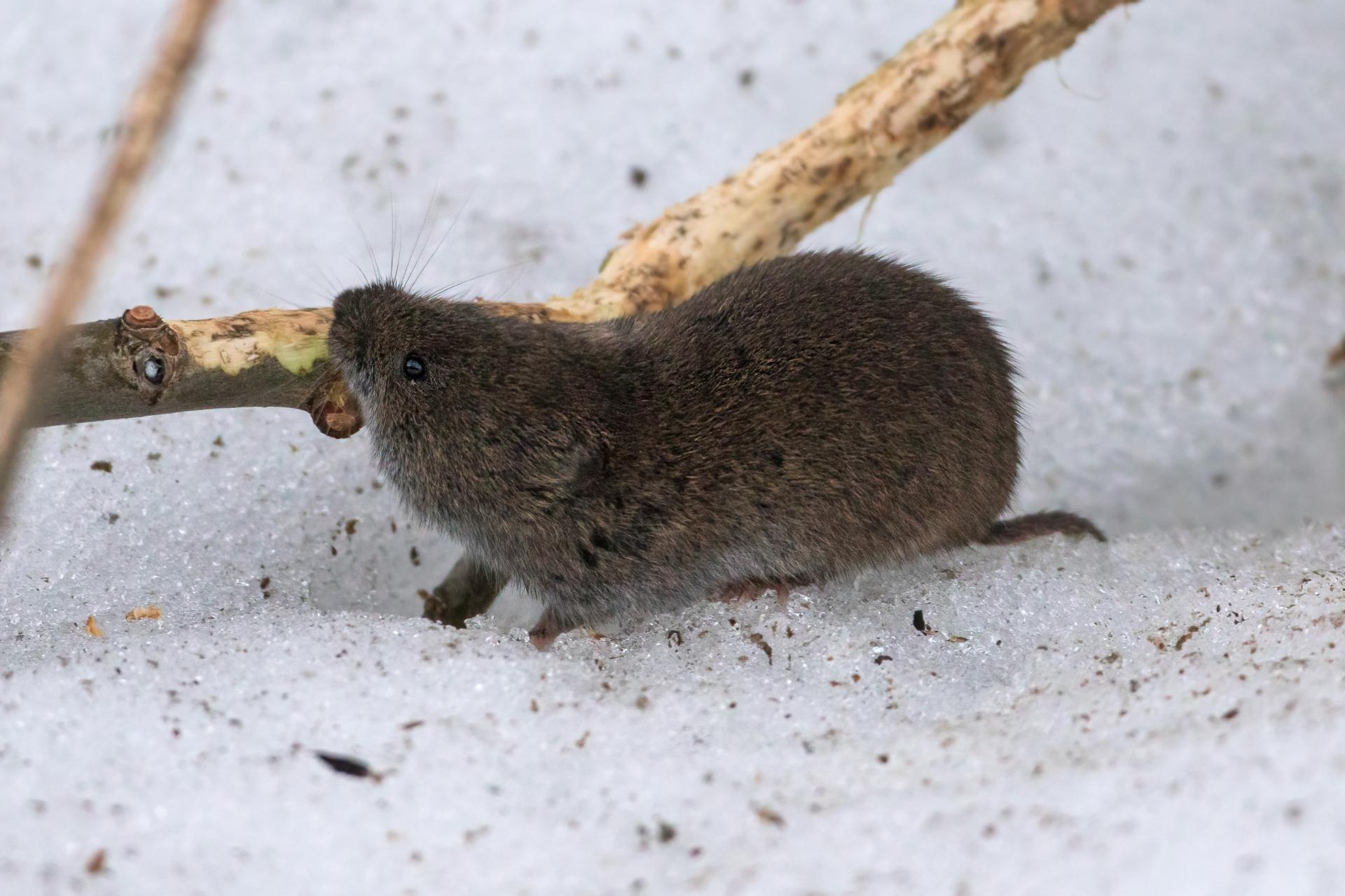 campagnol-des-champs-meadow-vole