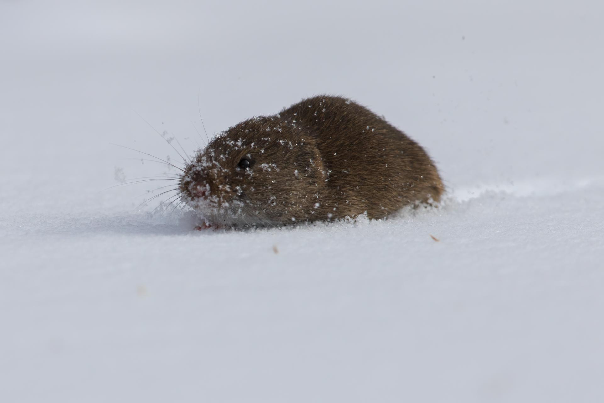 campagnol-des-champs-meadow-vole