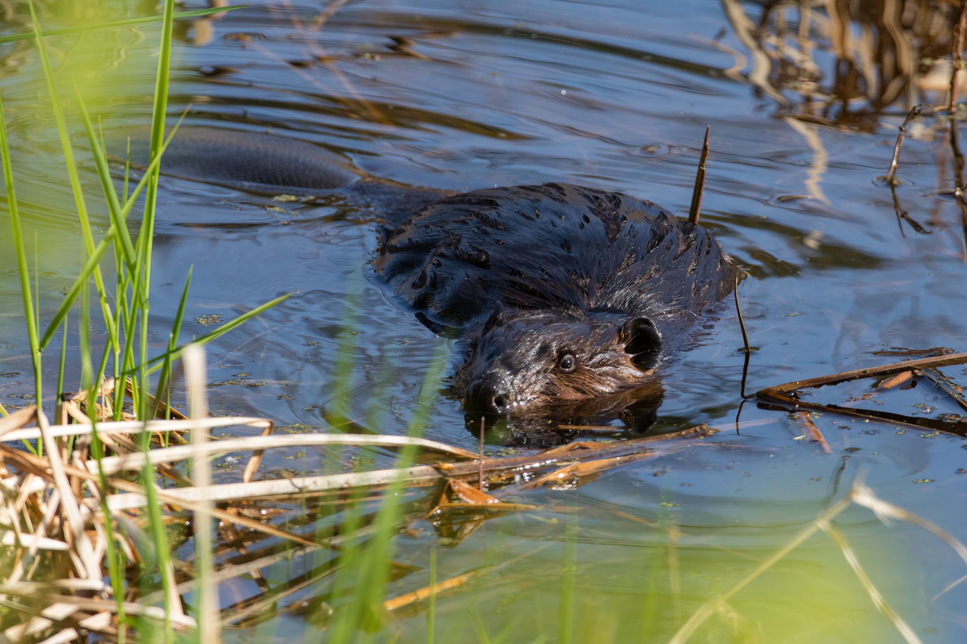 castor-du-canada-American-beaver