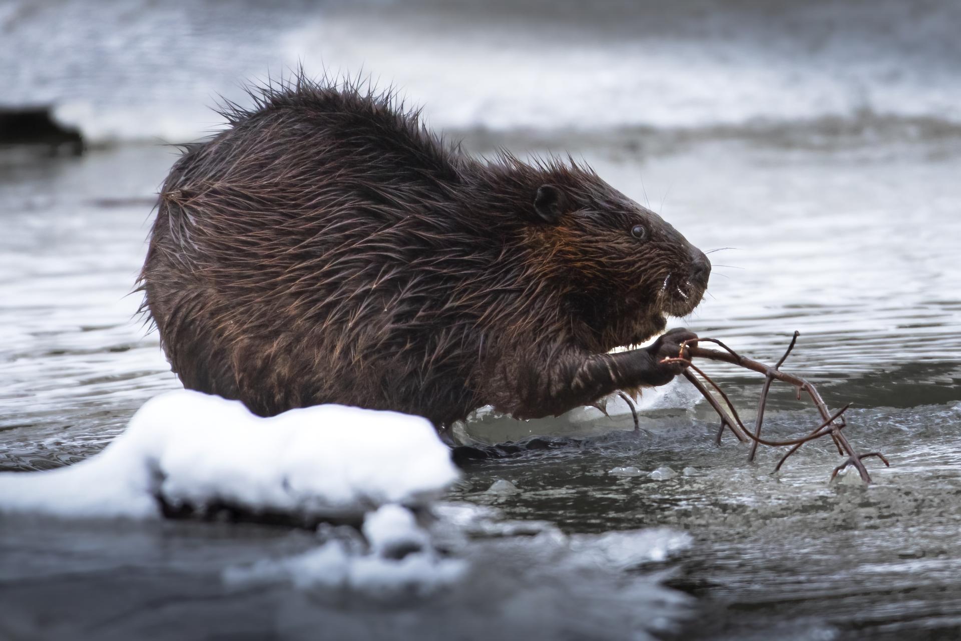 castor-du-canada-American-beaver