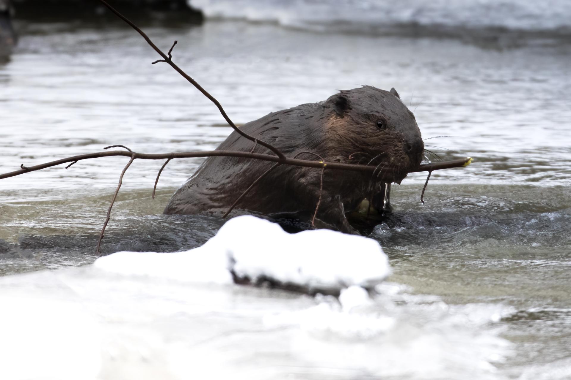 castor-du-canada-American-beaver