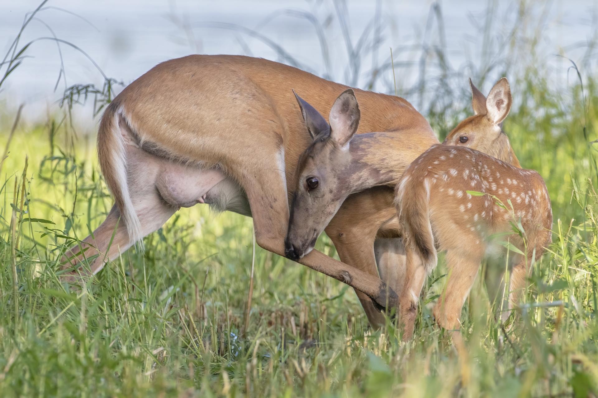 cerf-de-virginie-white-tailed-deer