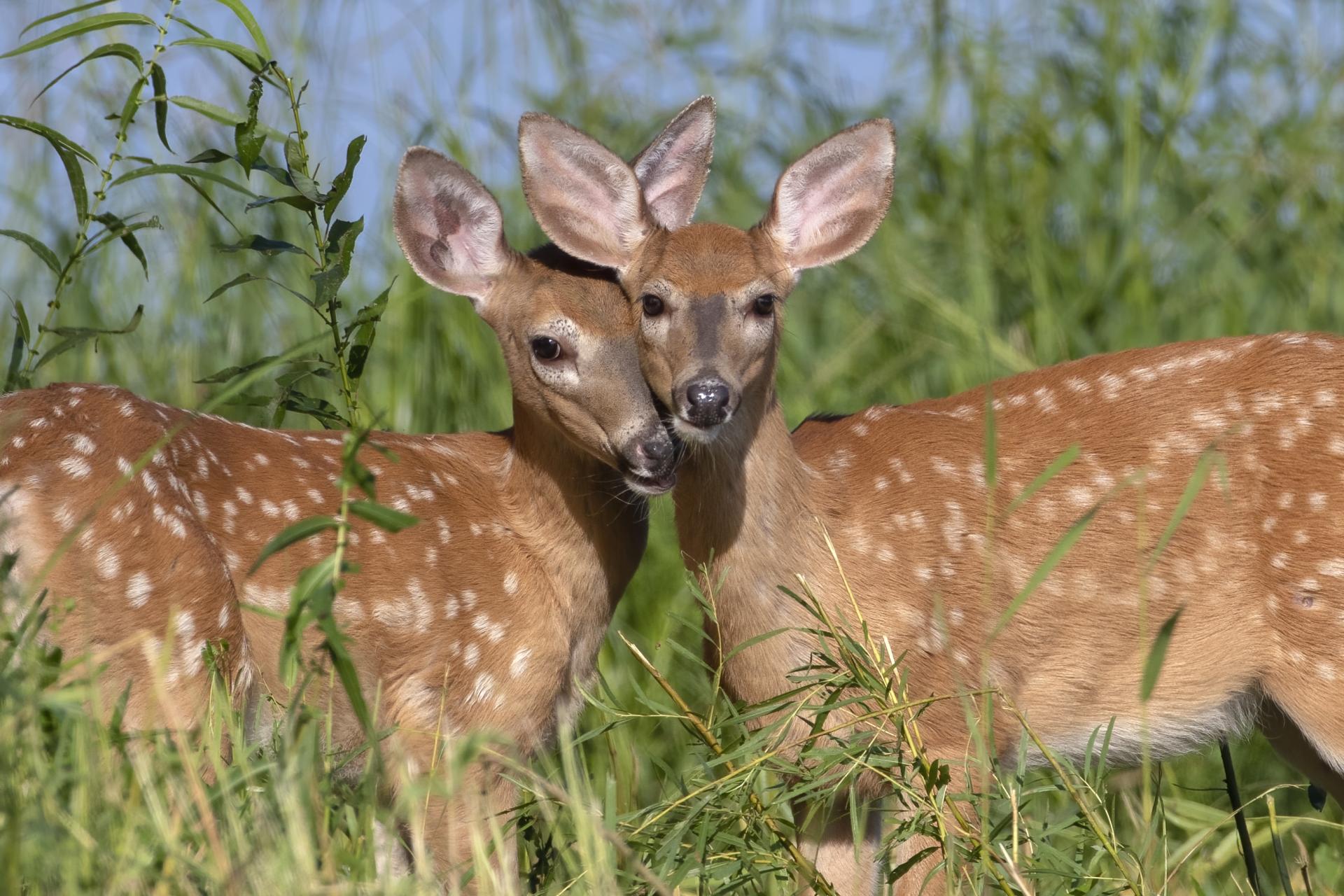 cerf-de-virginie-white-tailed-deer