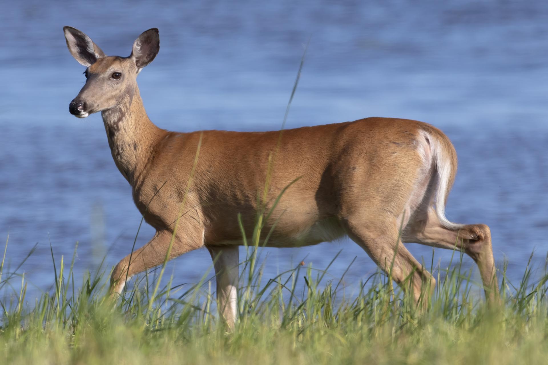 cerf-de-virginie-white-tailed-deer