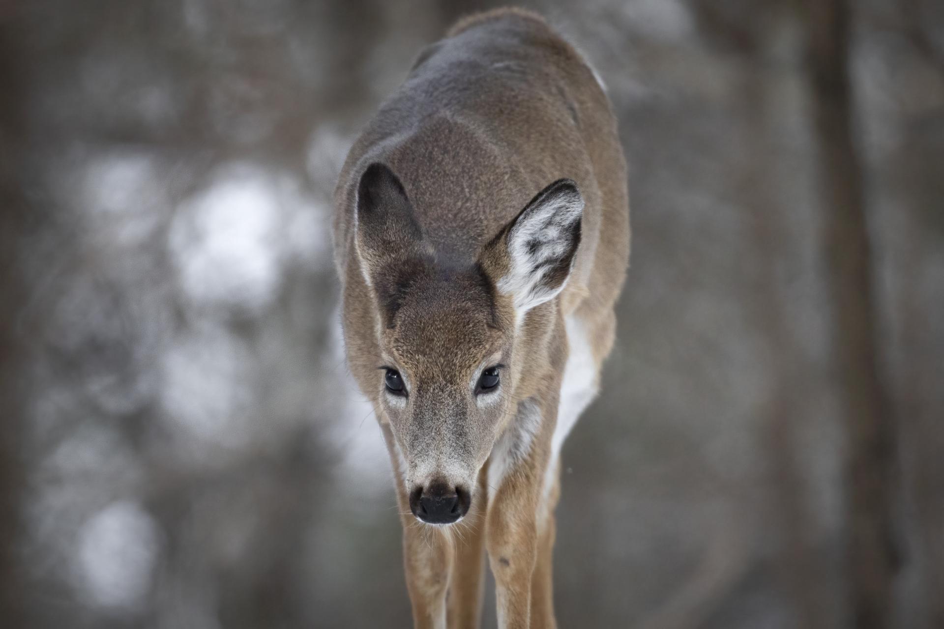 cerf-de-virginie-white-tailed-deer