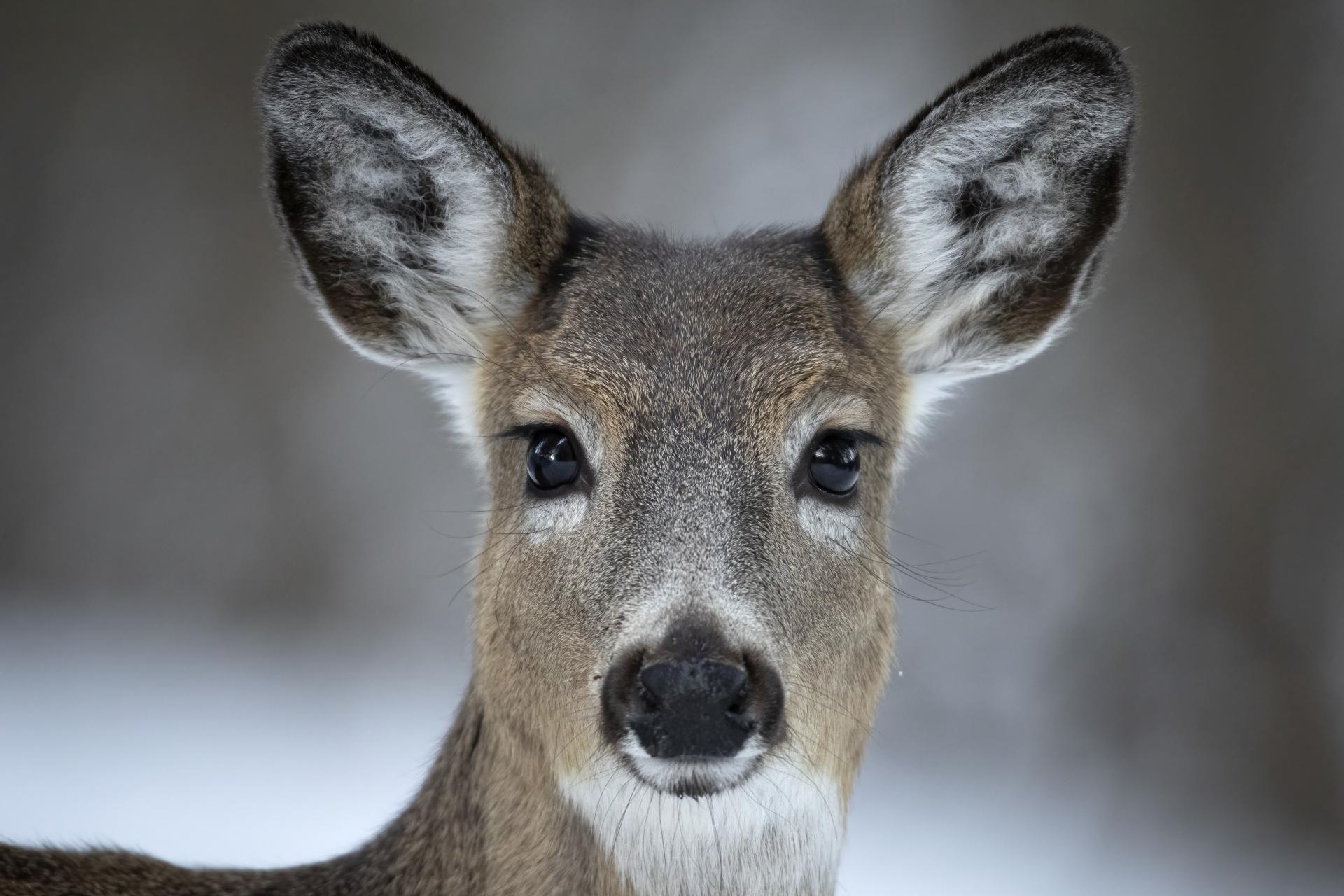 cerf-de-virginie-white-tailed-deer
