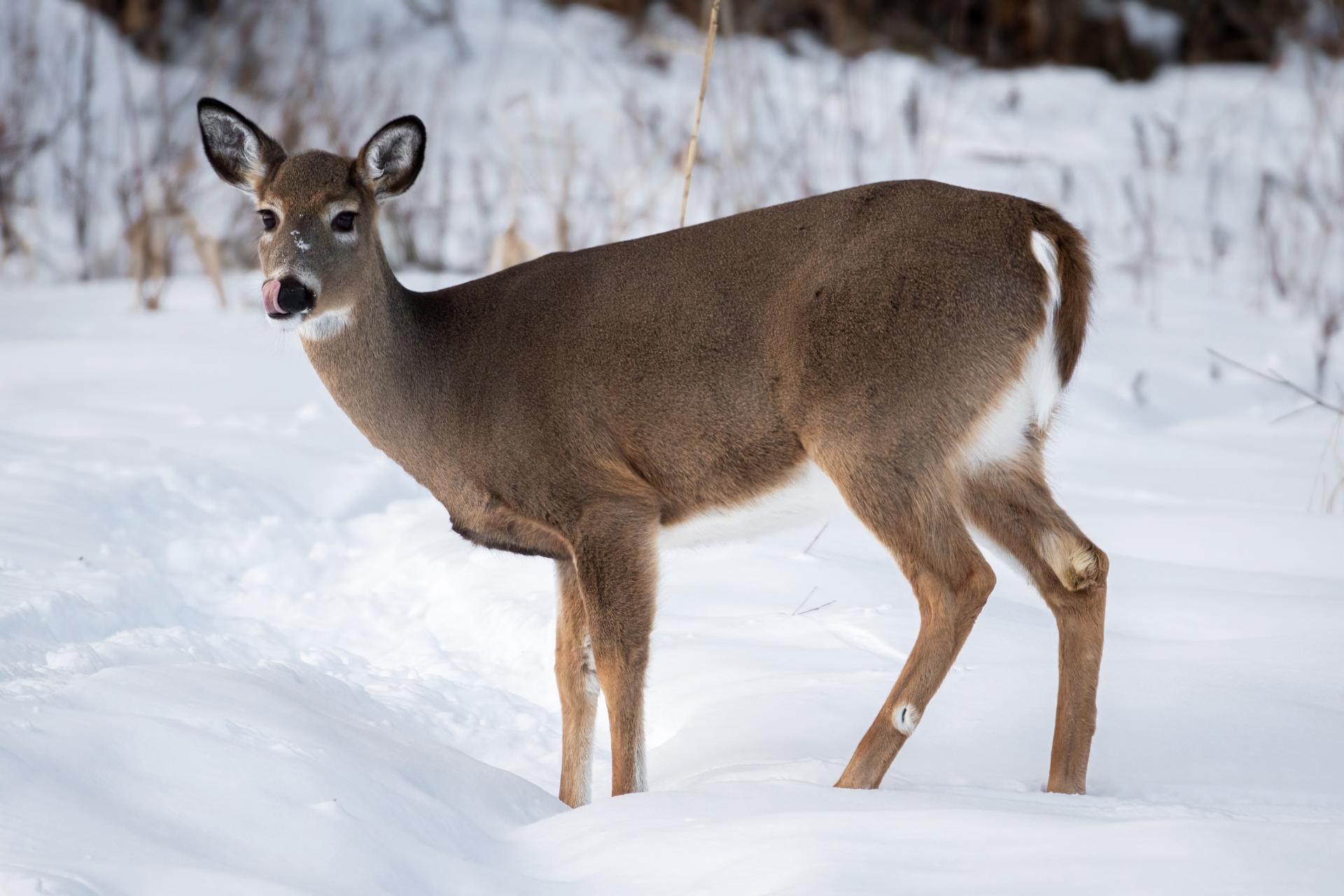 cerf-de-virginie-white-tailed-deer