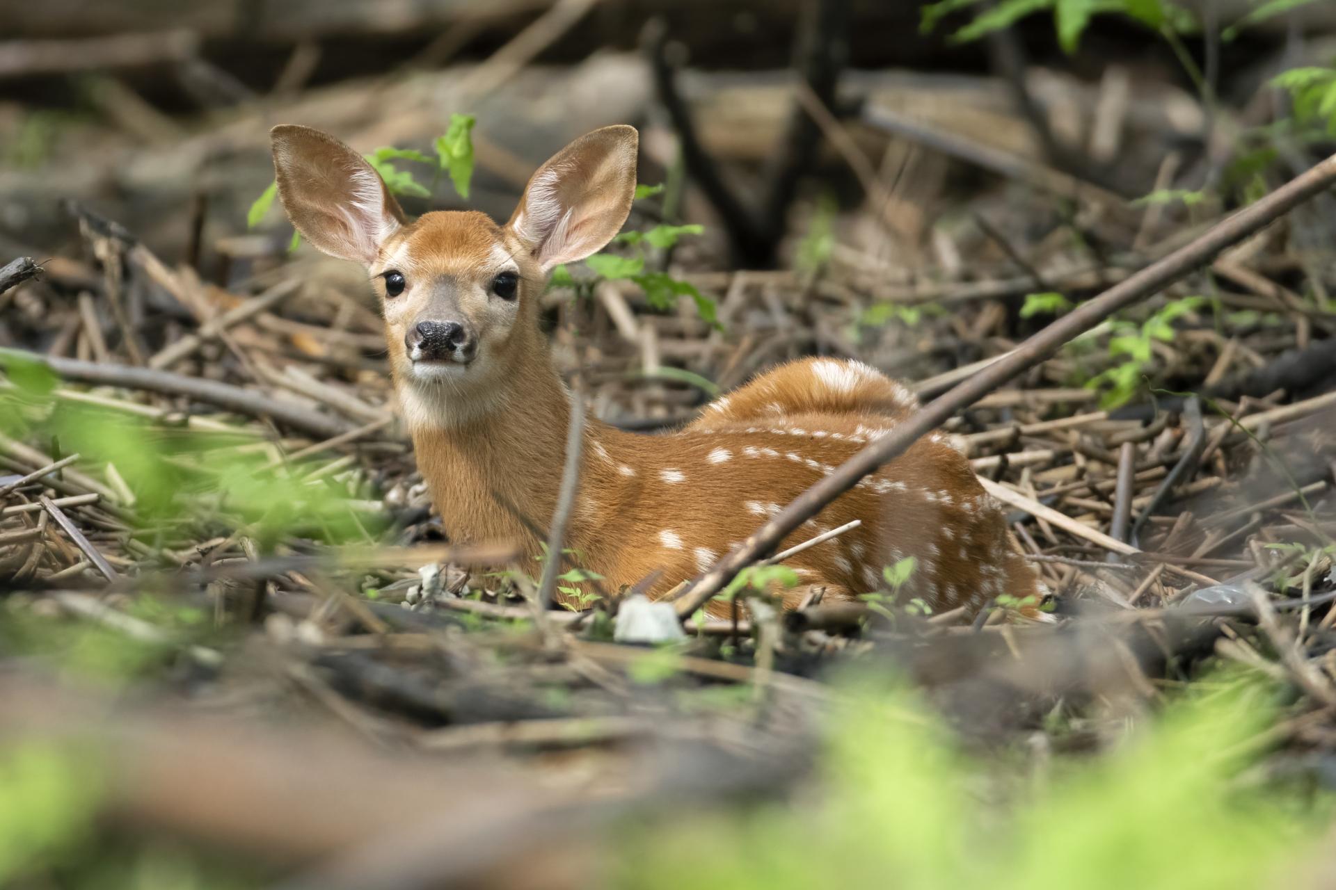 cerf-de-virginie-white-tailed-deer