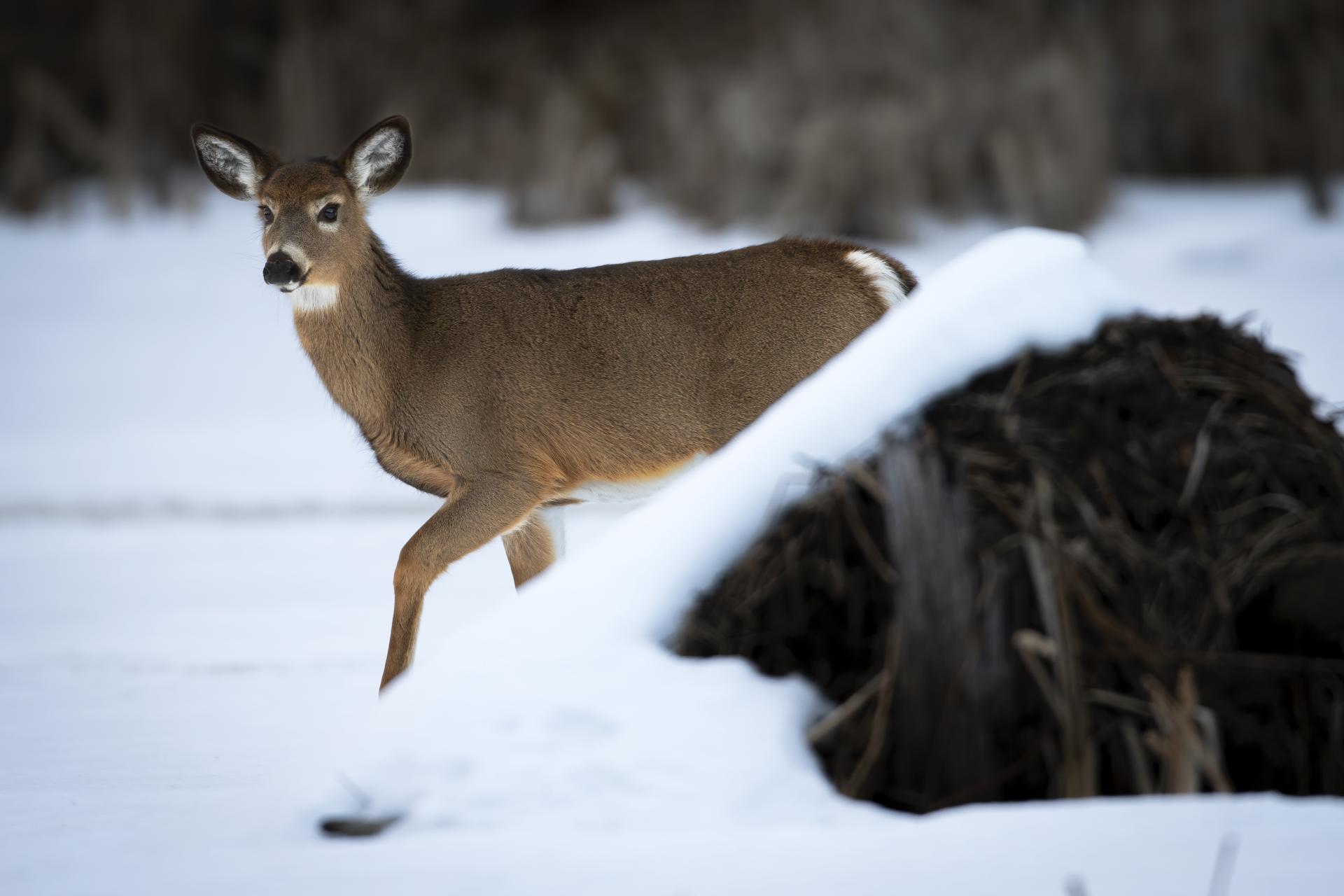 cerf-de-virginie-white-tailed-deer