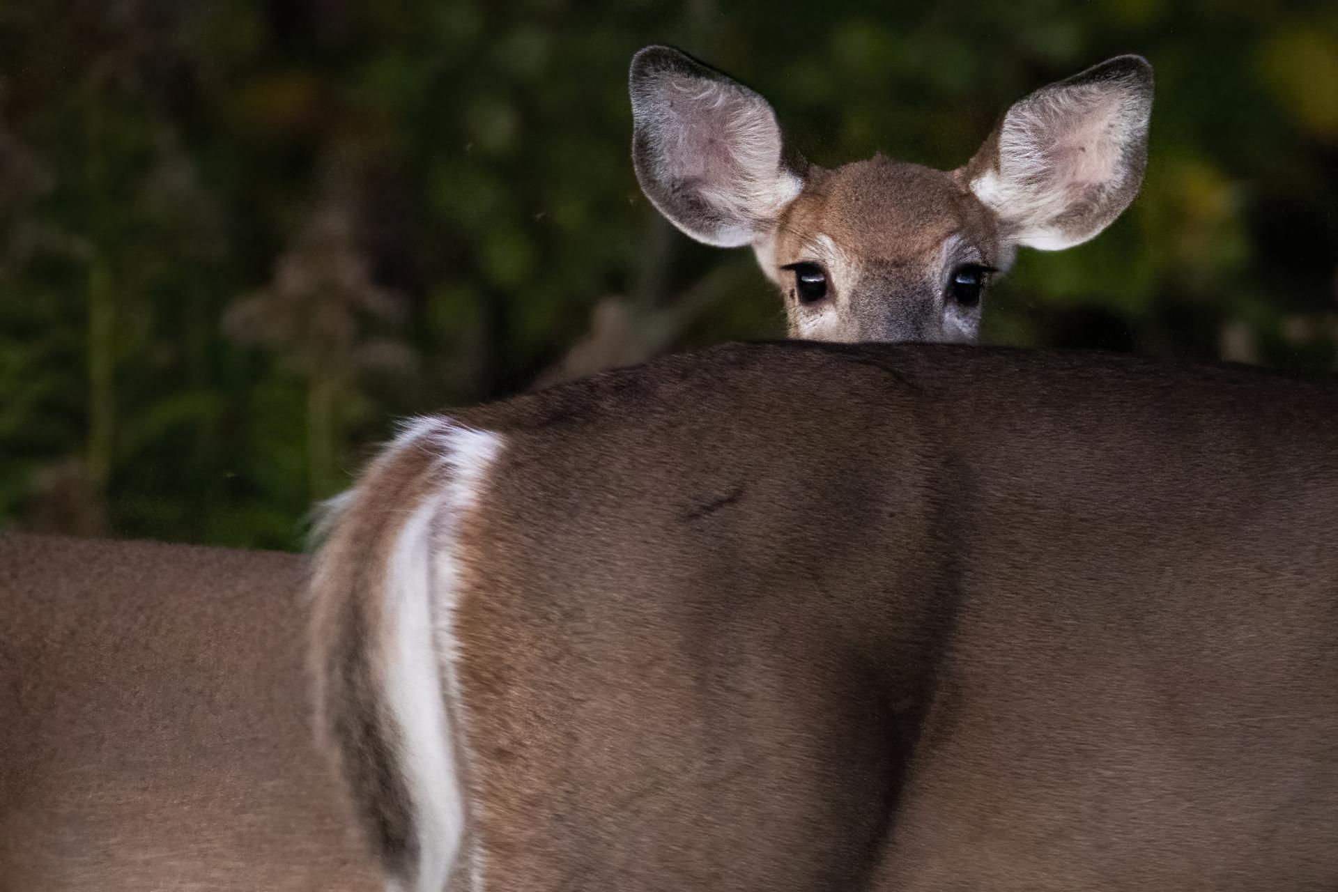 cerf-de-virginie-white-tailed-deer