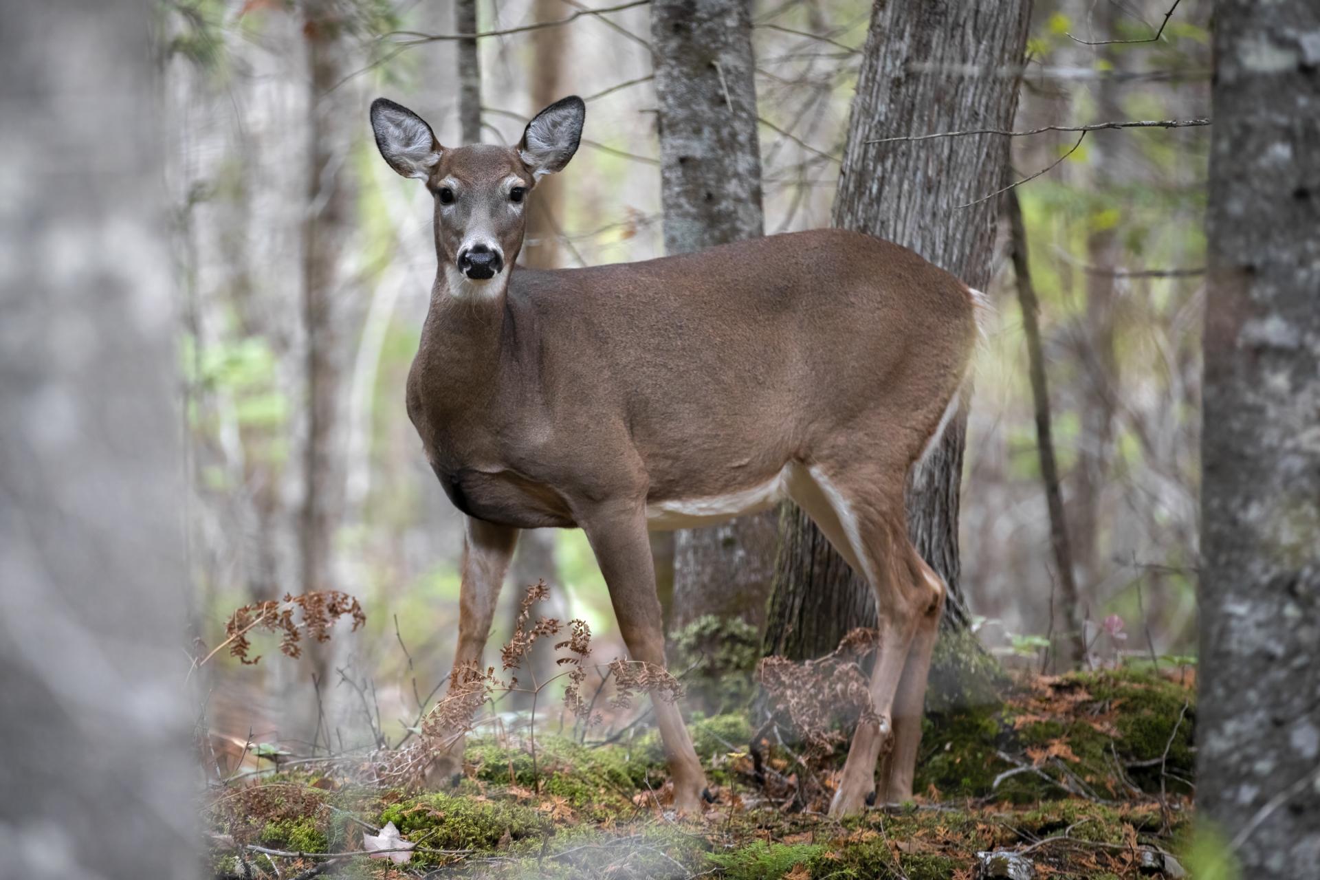 cerf-de-virginie-white-tailed-deer