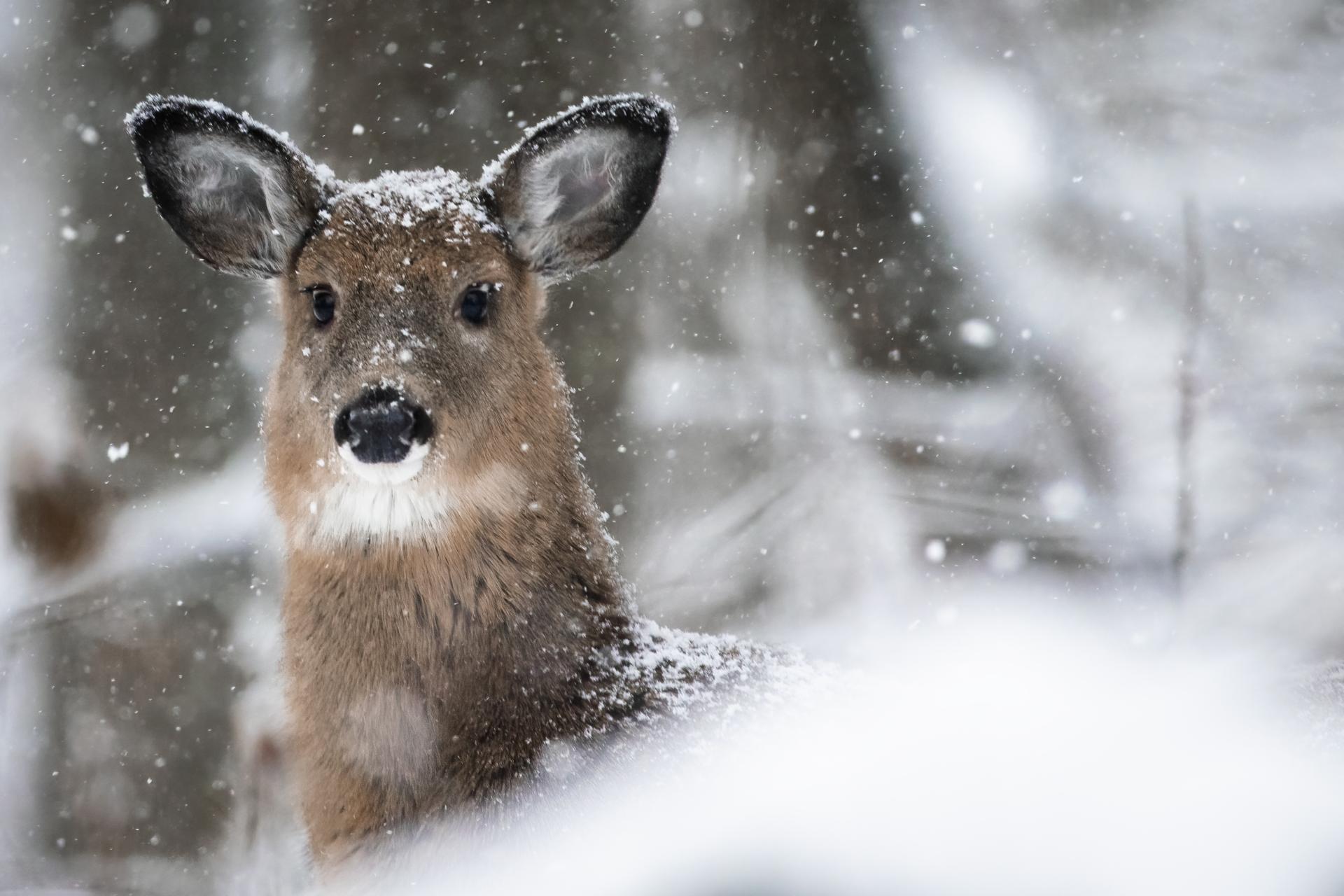 cerf-de-virginie-white-tailed-deer