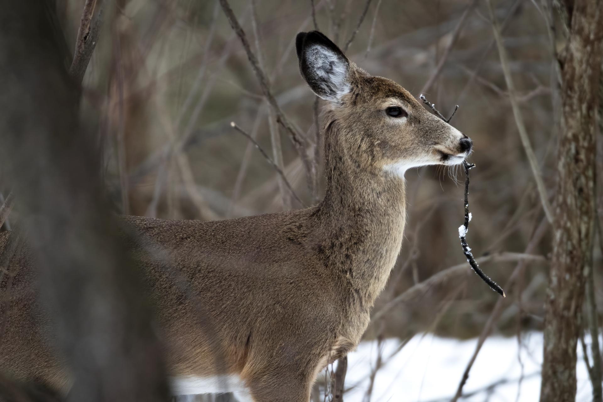 cerf-de-virginie-white-tailed-deer