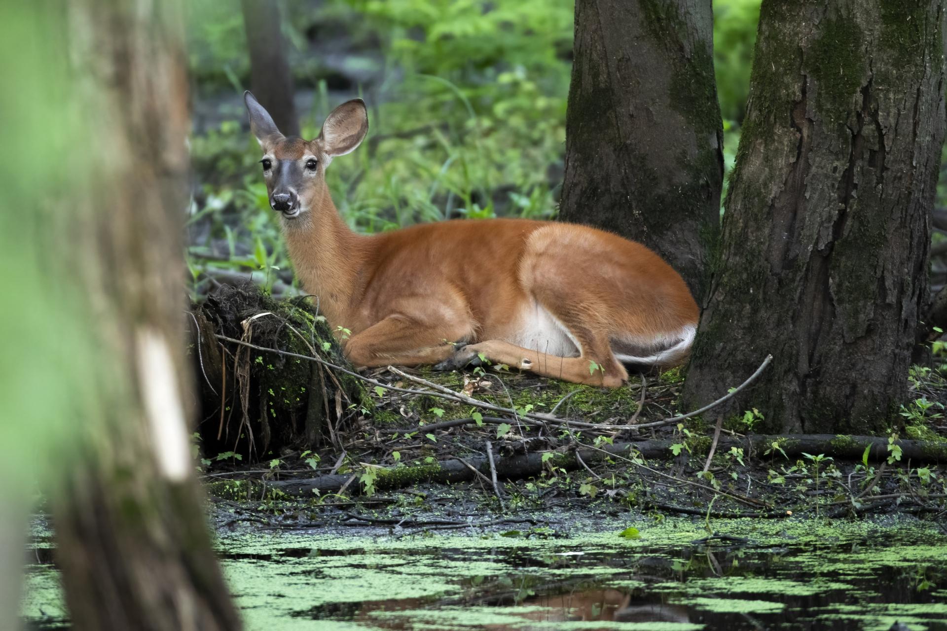 cerf-de-virginie-white-tailed-deer