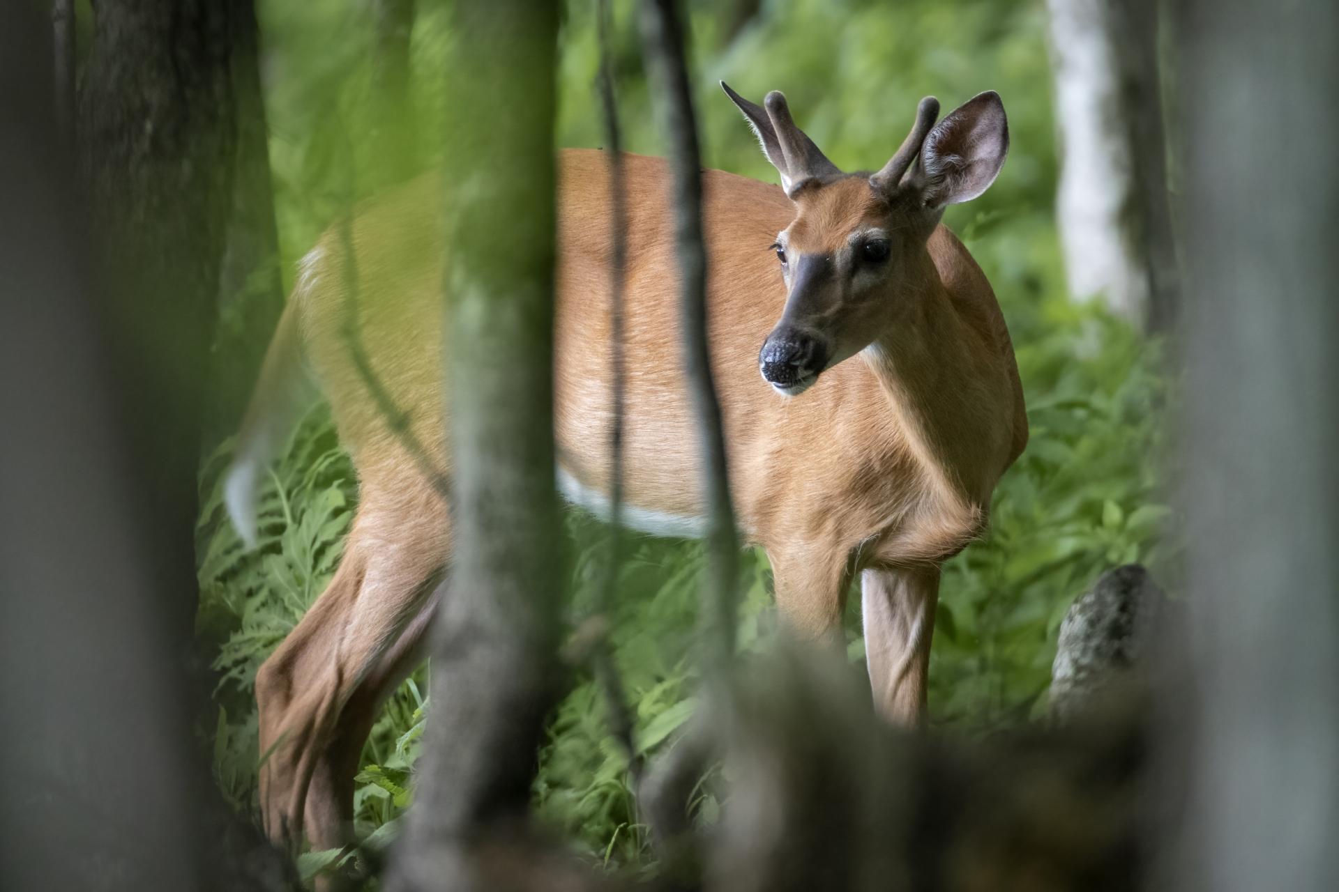 cerf-de-virginie-white-tailed-deer
