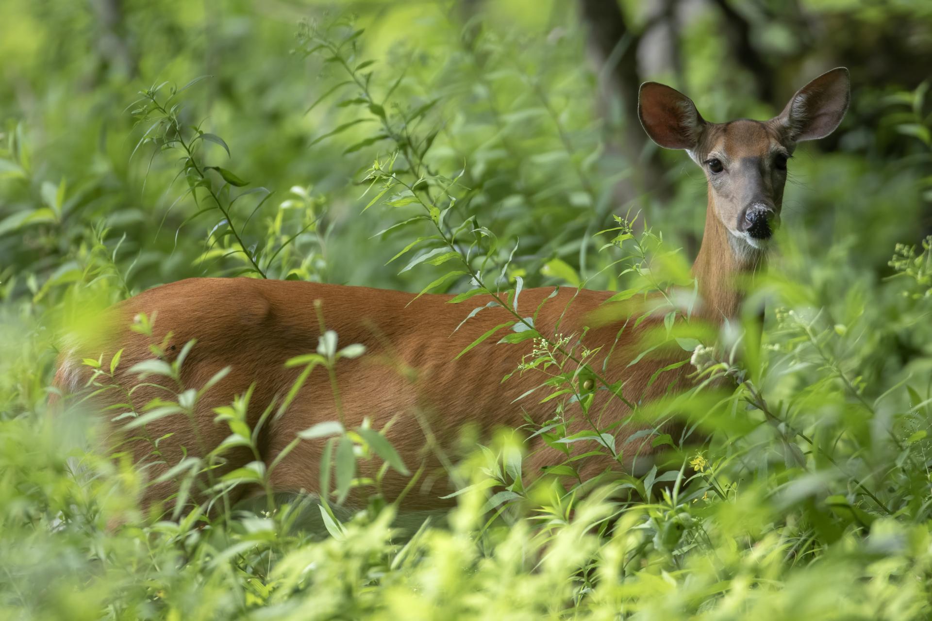 cerf-de-virginie-white-tailed-deer