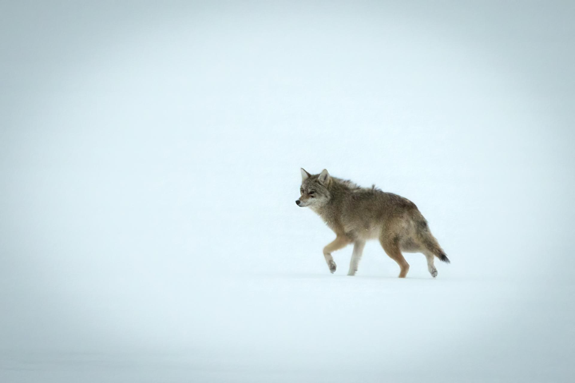 coyote