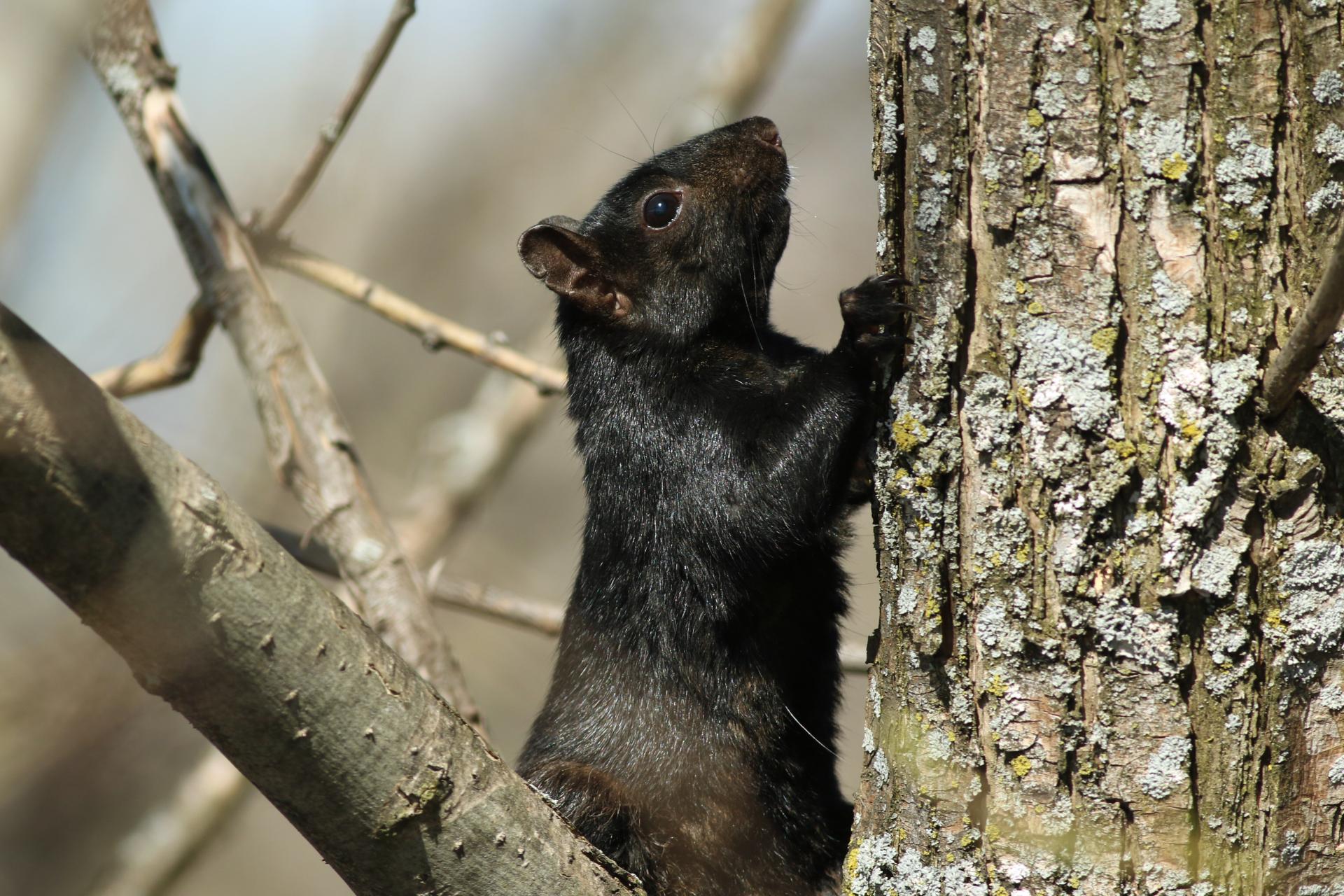 ecureuil-gris-Eastern-grey-squirrel