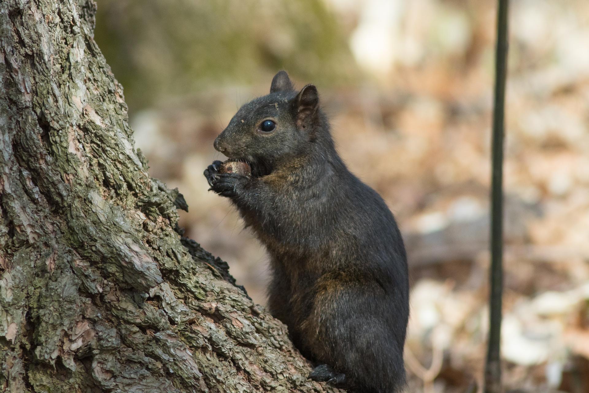 ecureuil-gris-Eastern-grey-squirrel