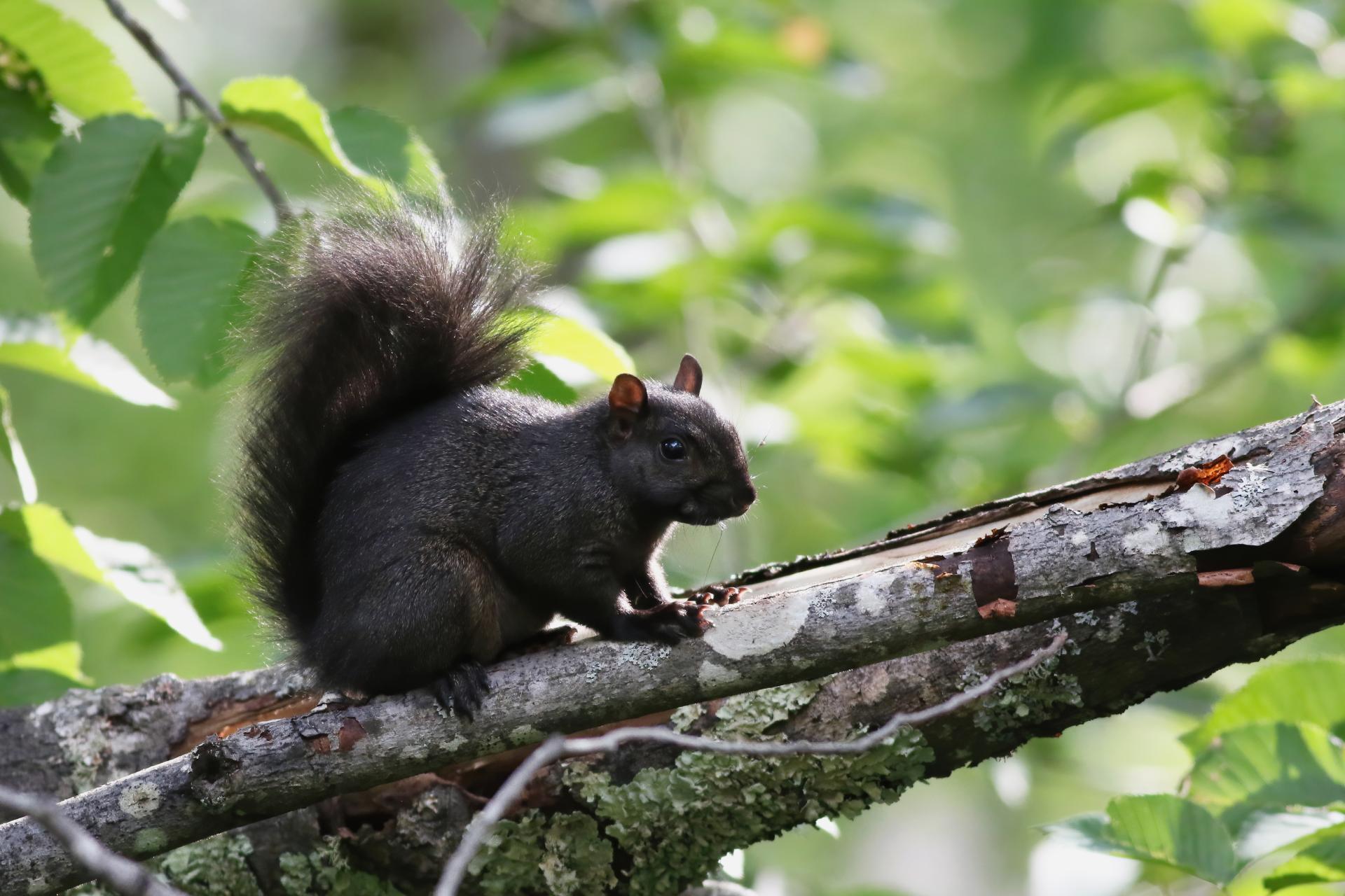 ecureuil-gris-Eastern-grey-squirrel