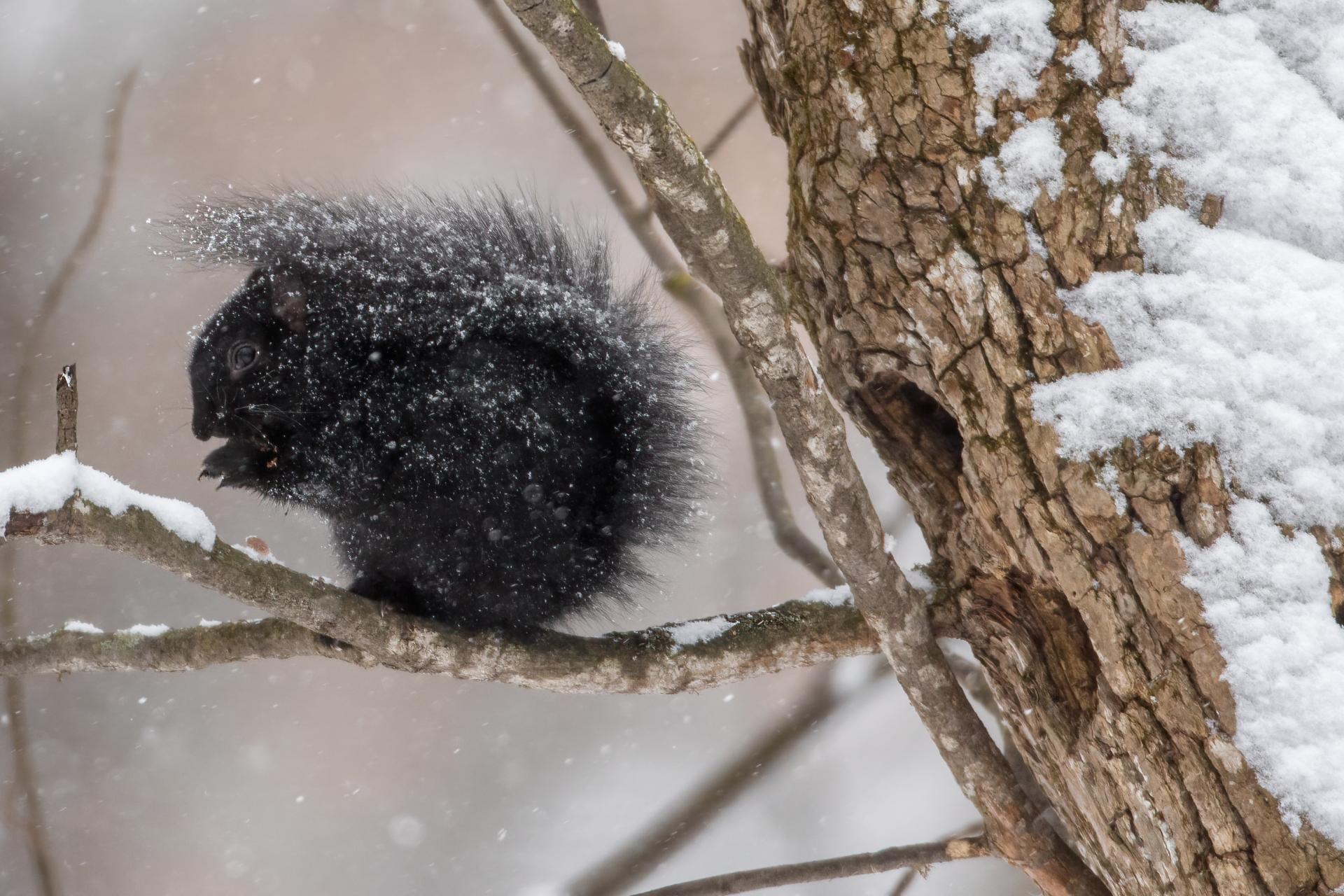 ecureuil-gris-Eastern-grey-squirrel