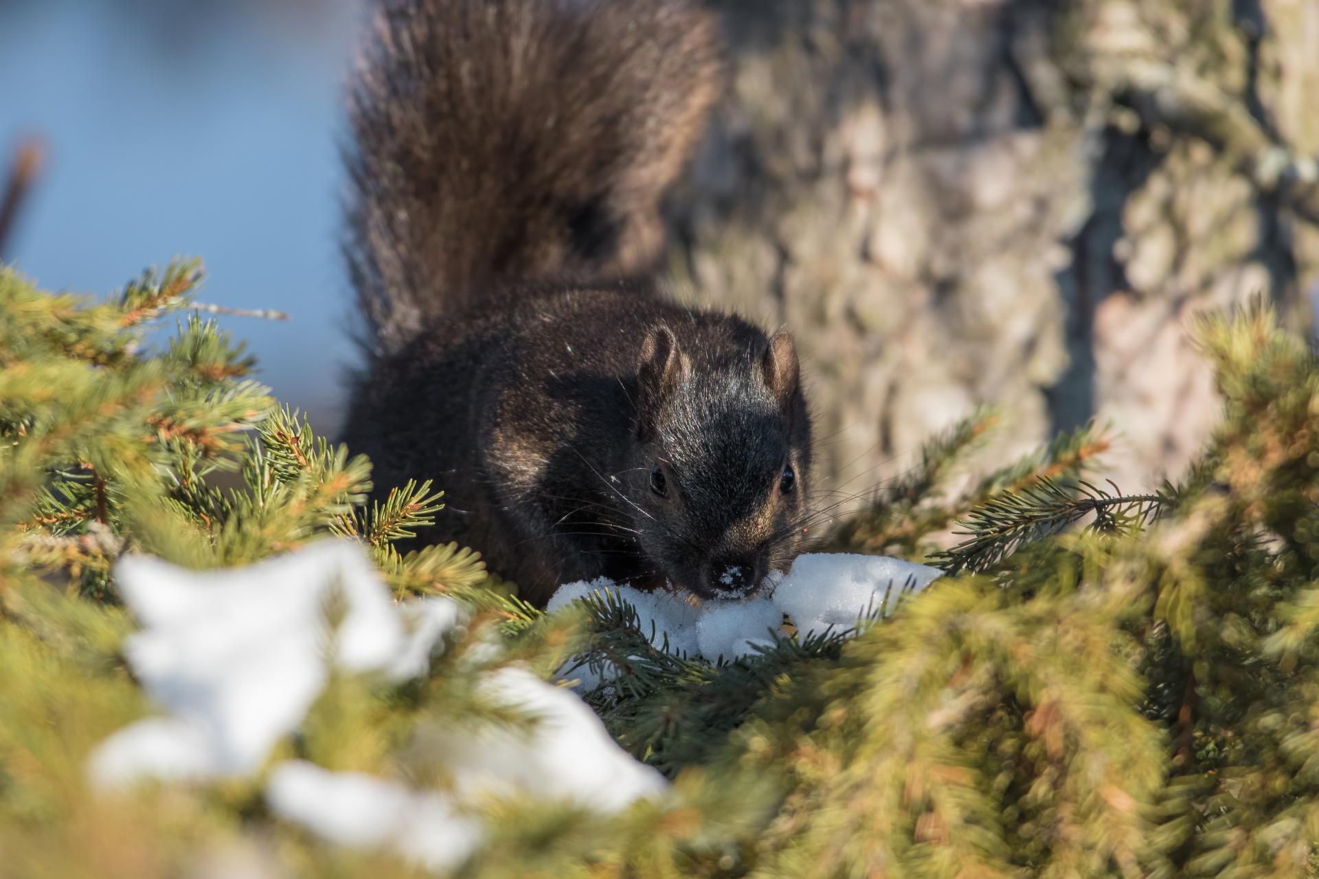 ecureuil-gris-Eastern-grey-squirrel