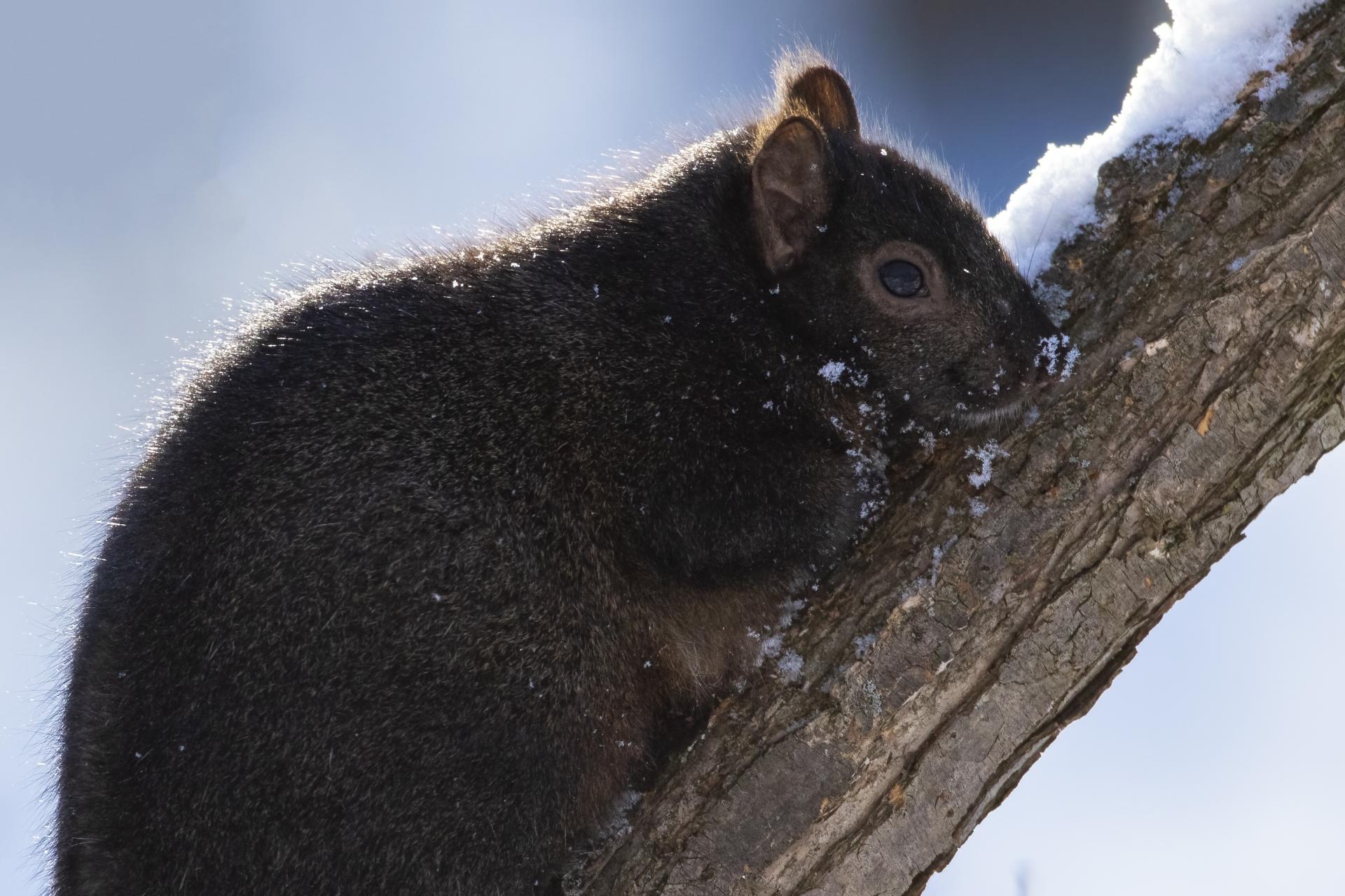 ecureuil-gris-Eastern-grey-squirrel