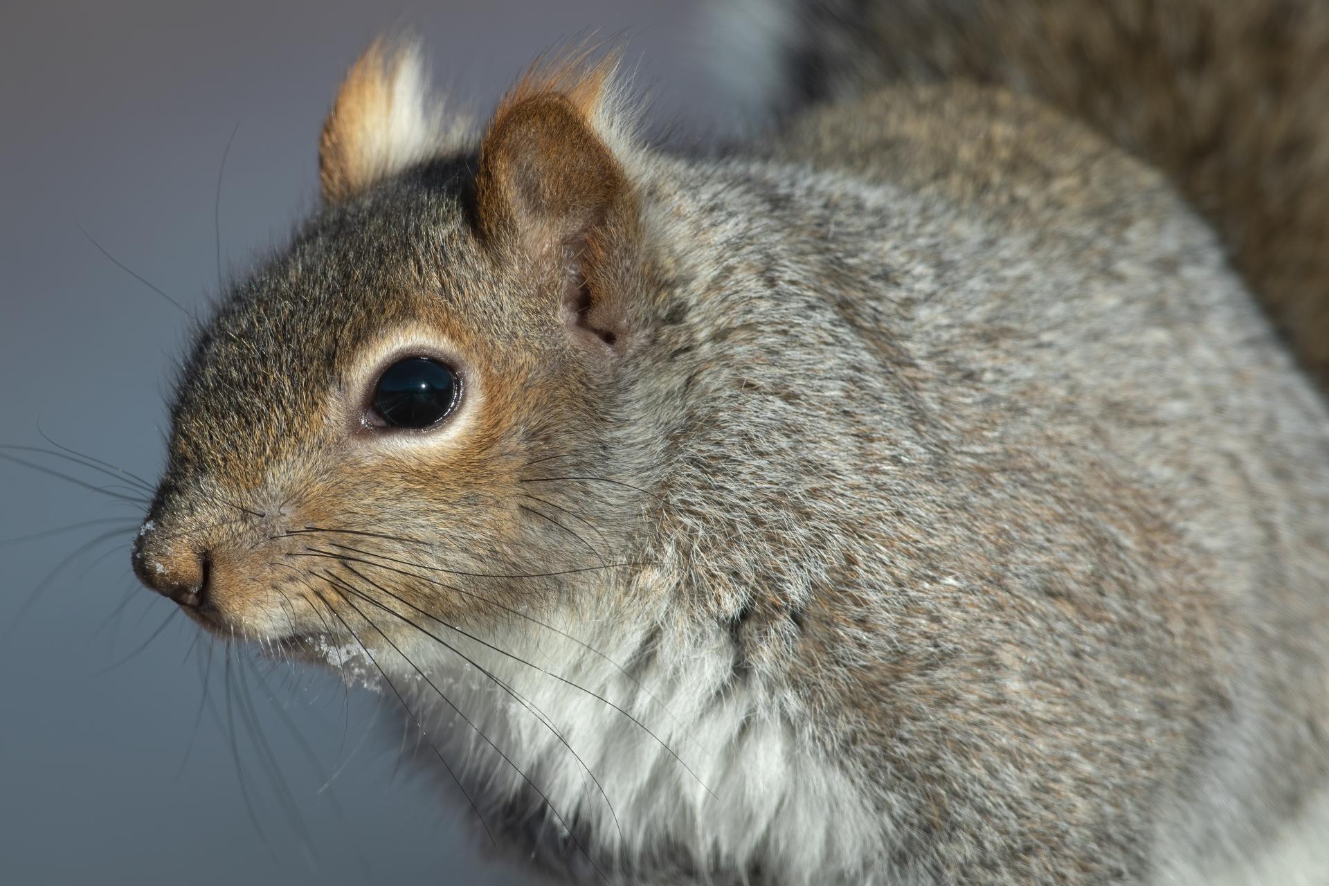 ecureuil-gris-Eastern-grey-squirrel