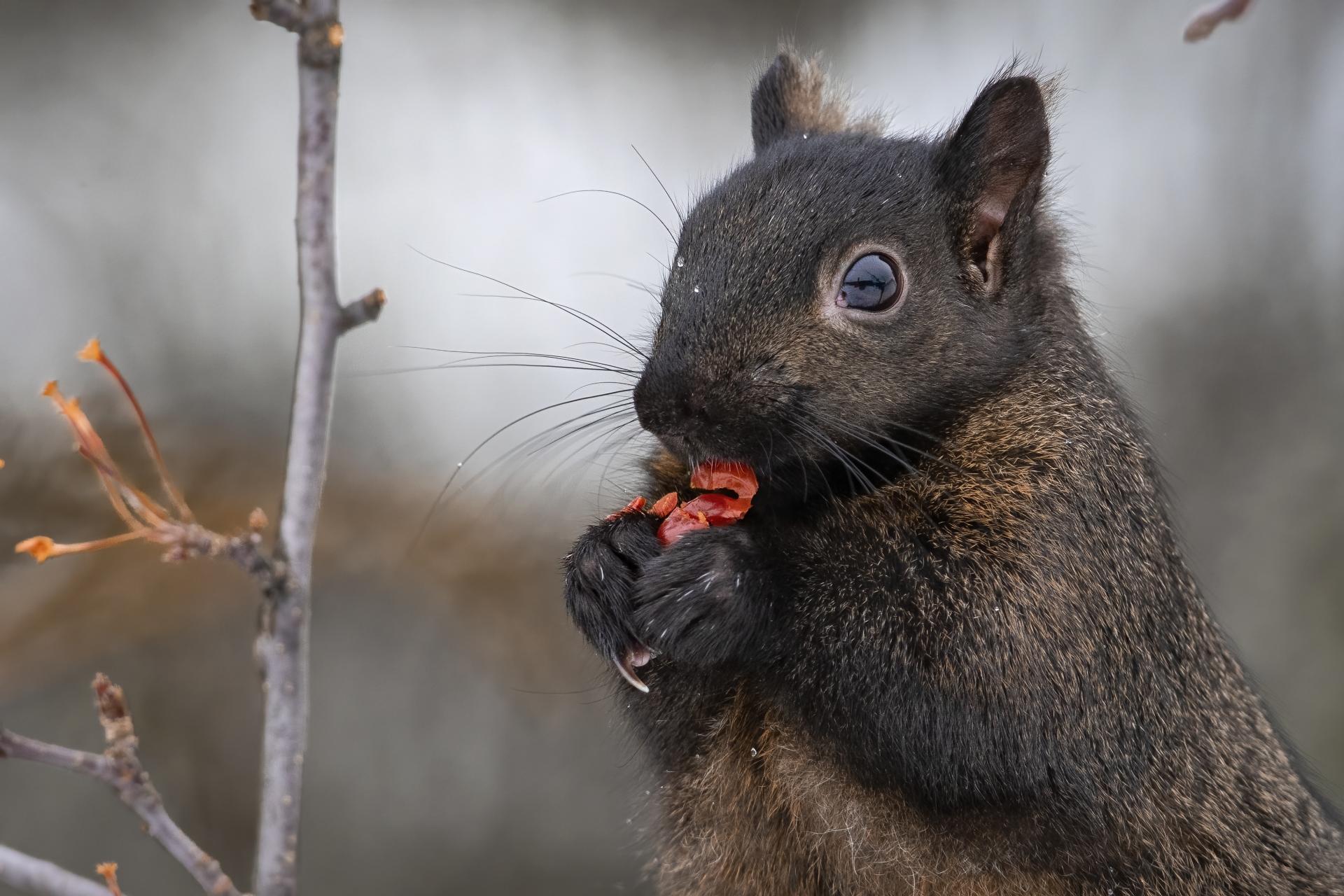 ecureuil-gris-Eastern-grey-squirrel