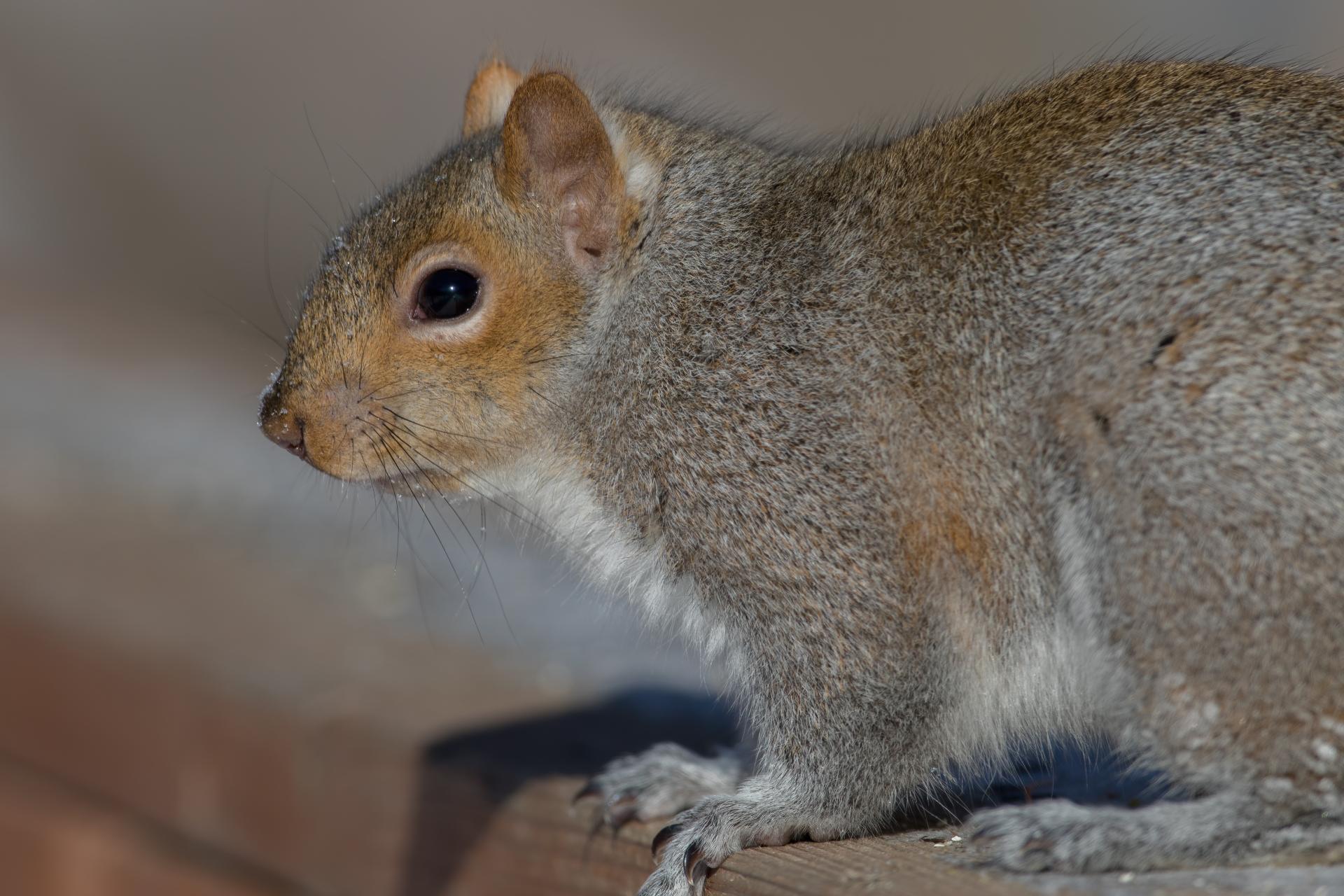 ecureuil-gris-Eastern-grey-squirrel
