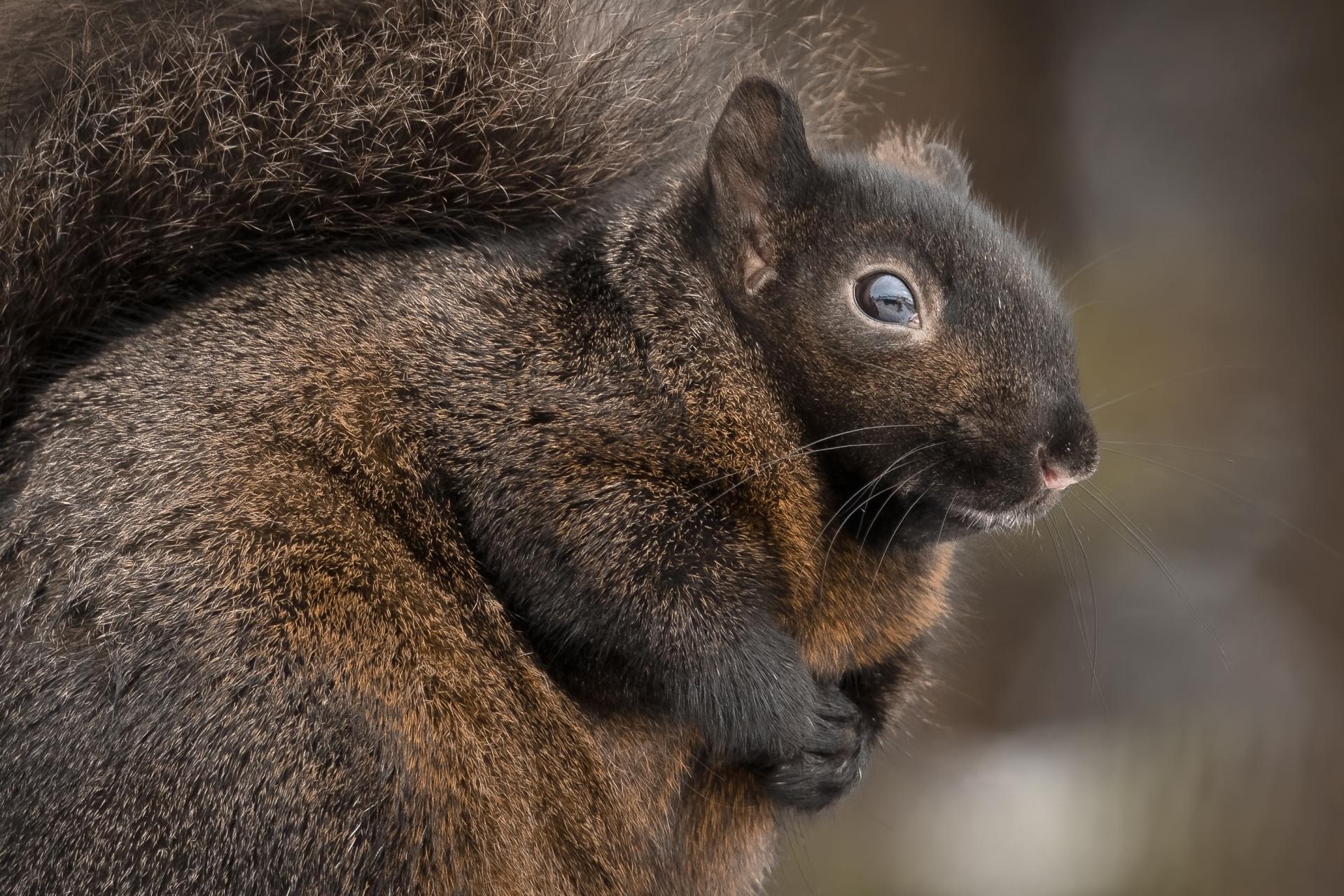 ecureuil-gris-Eastern-grey-squirrel