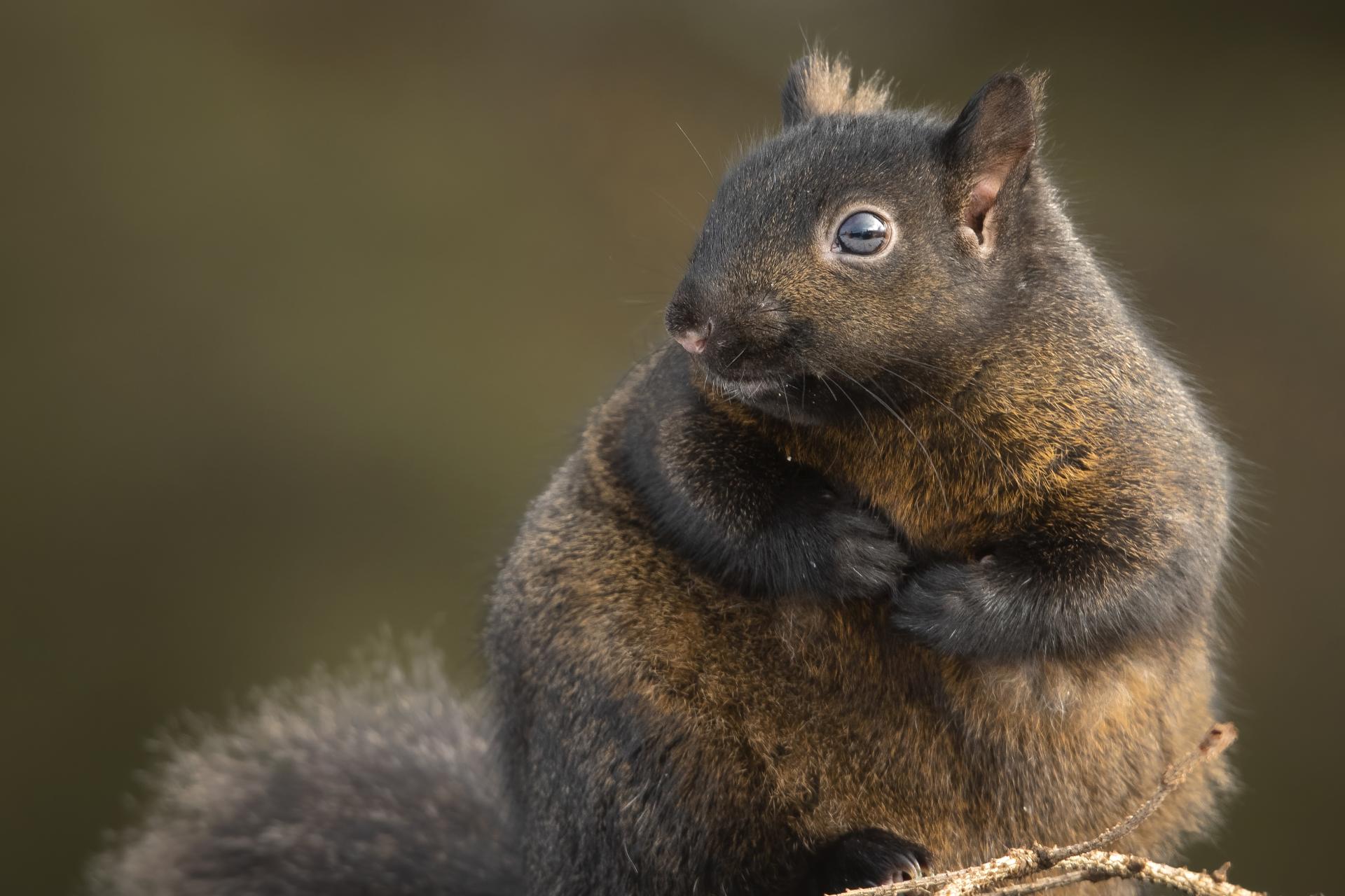 ecureuil-gris-Eastern-grey-squirrel
