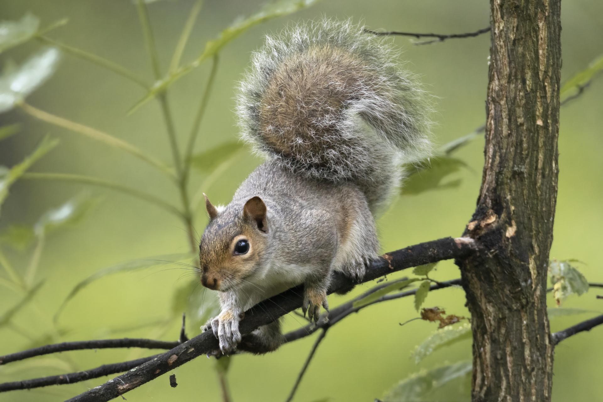 ecureuil-gris-Eastern-grey-squirrel