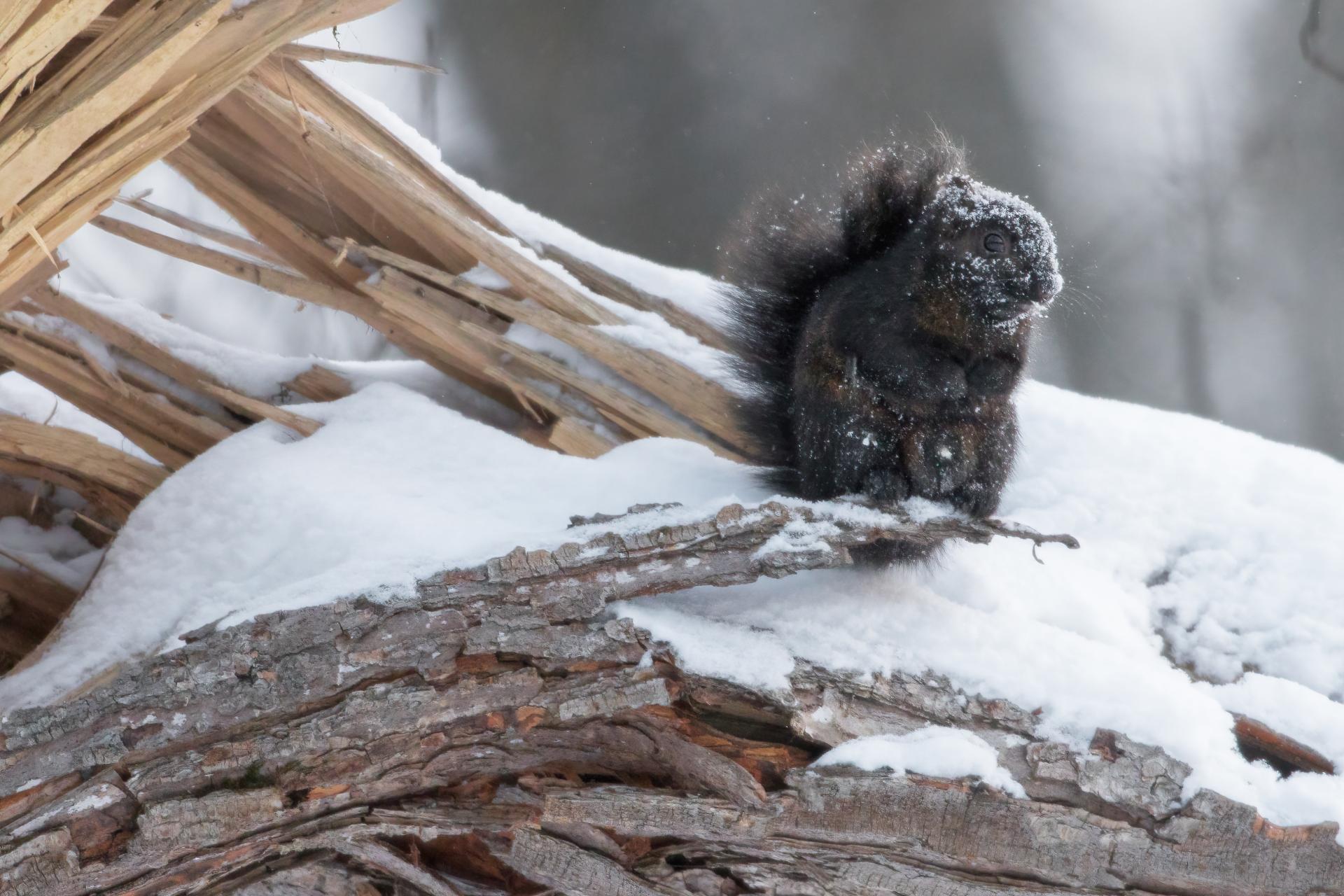ecureuil-gris-Eastern-grey-squirrel