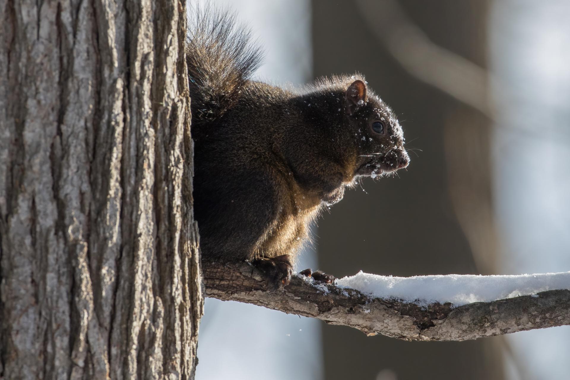 ecureuil-gris-Eastern-grey-squirrel